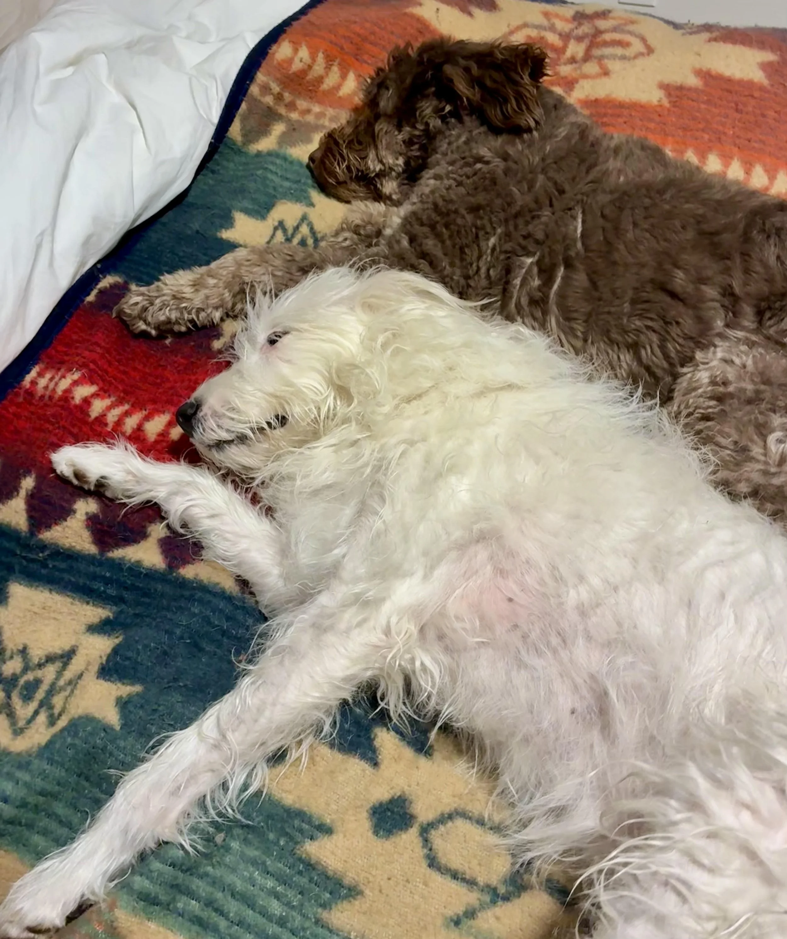A brown Goldendoodle and a white Wheaten Terrier lay comfortably on a blanket on a bed looking cozy while their pet sitters watches over them while they sleep