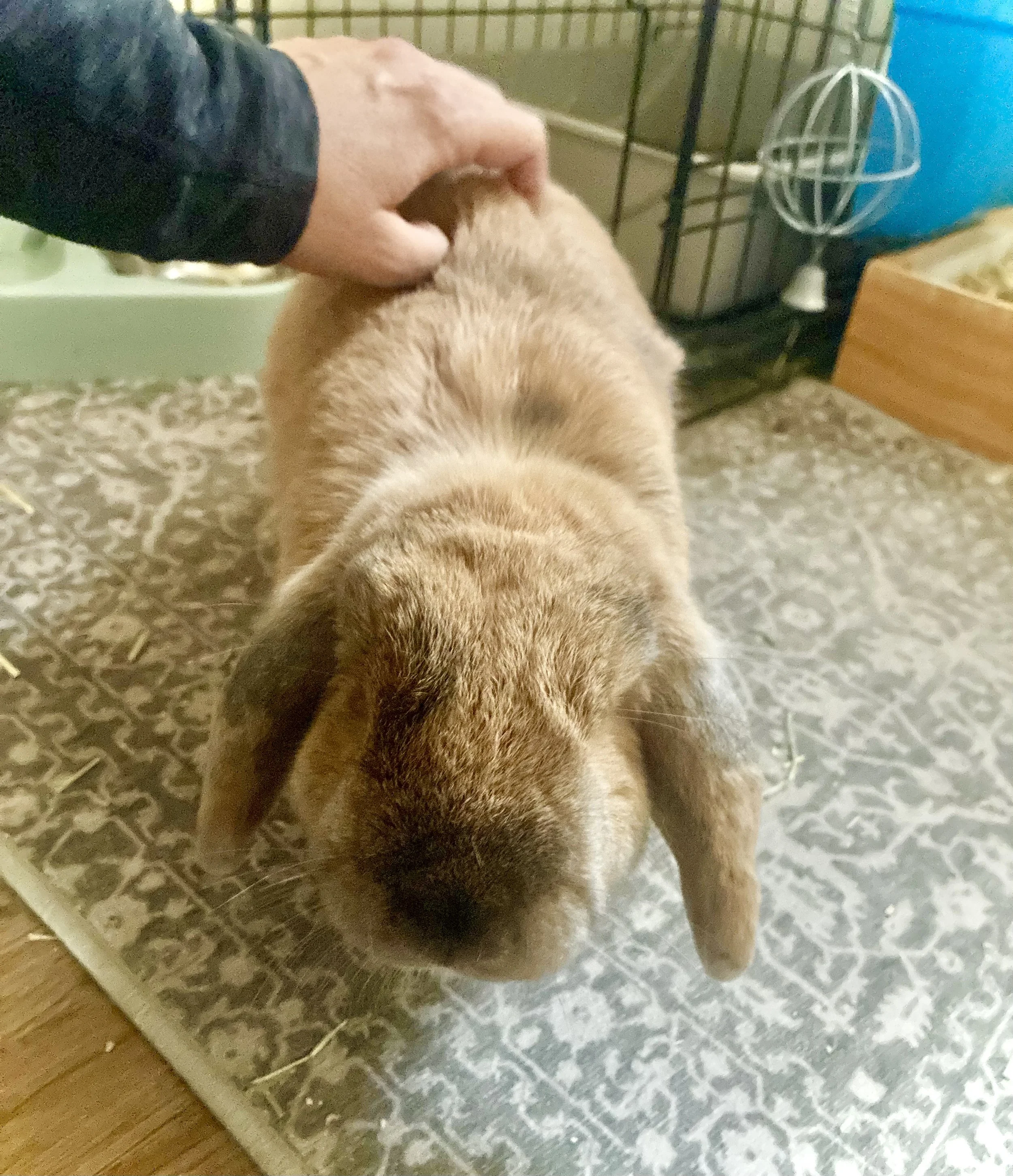 A brown rabbit inside a cage being petted by a person.