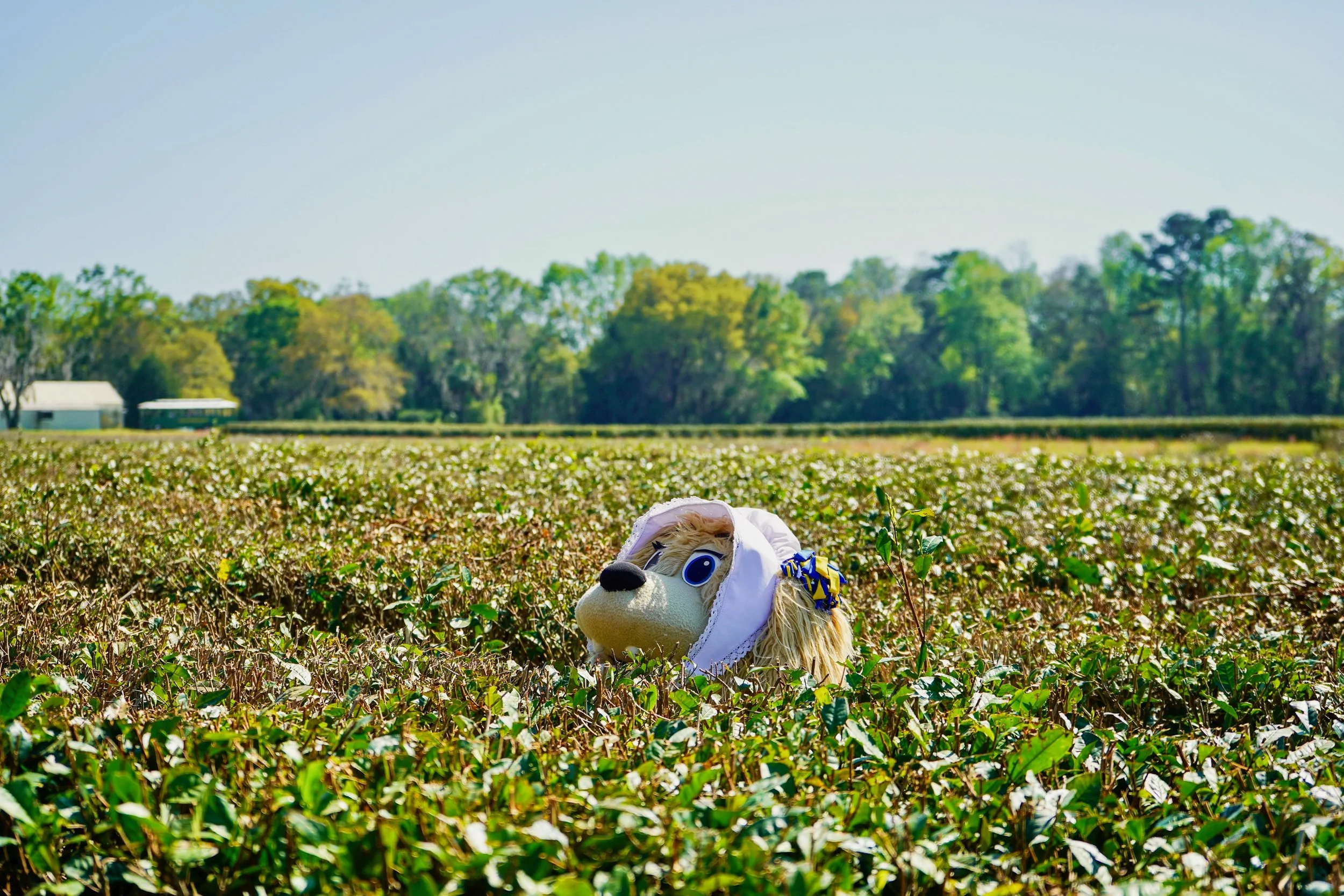 CharlestonTeaFarm-01397.jpeg