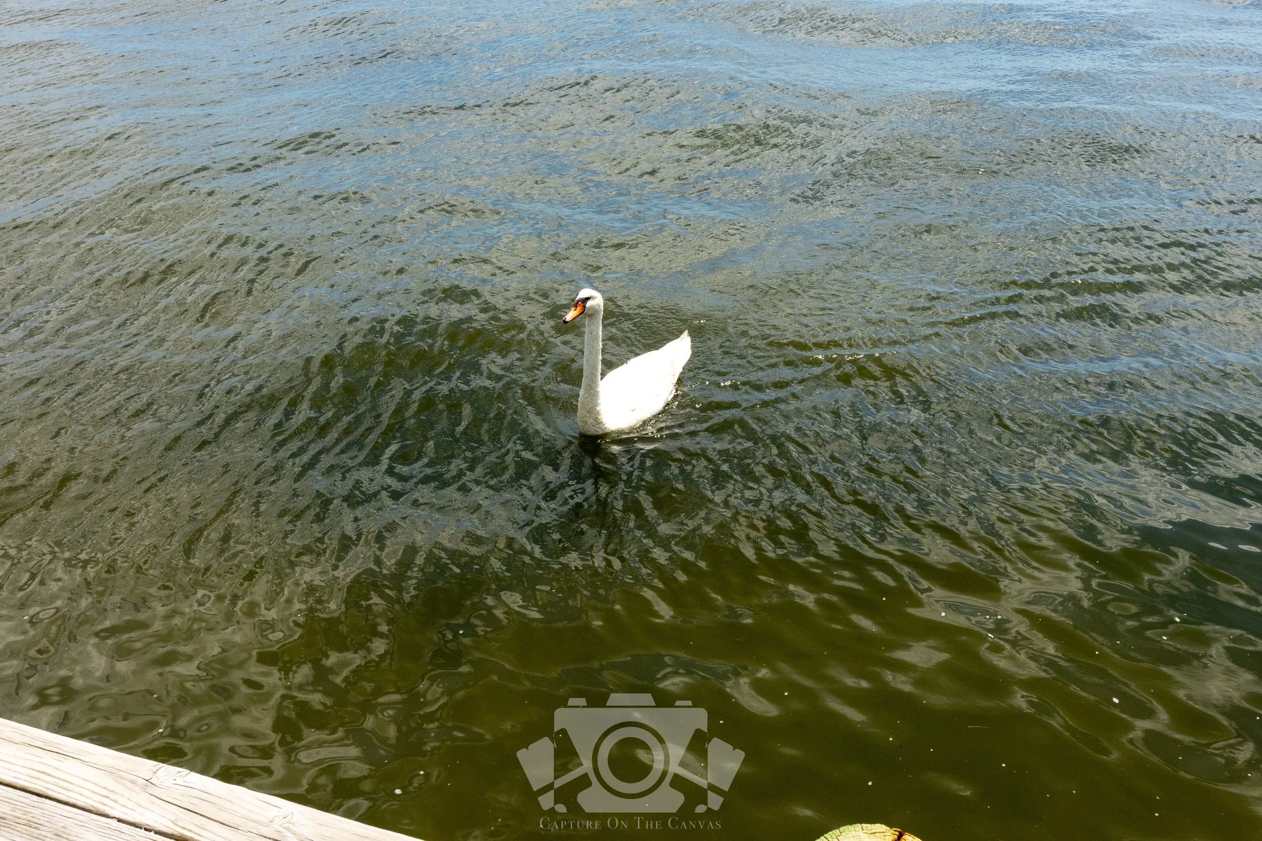 IMG_3468.jpg