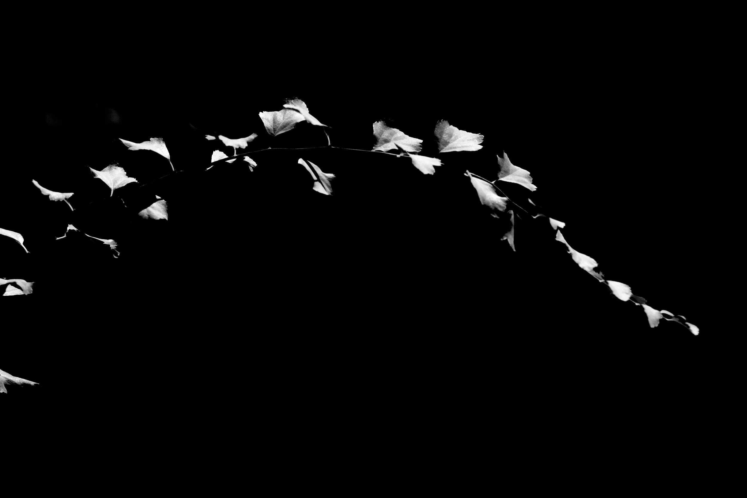 Black and white photograph of a branch with leaves, photographed against a dark background.