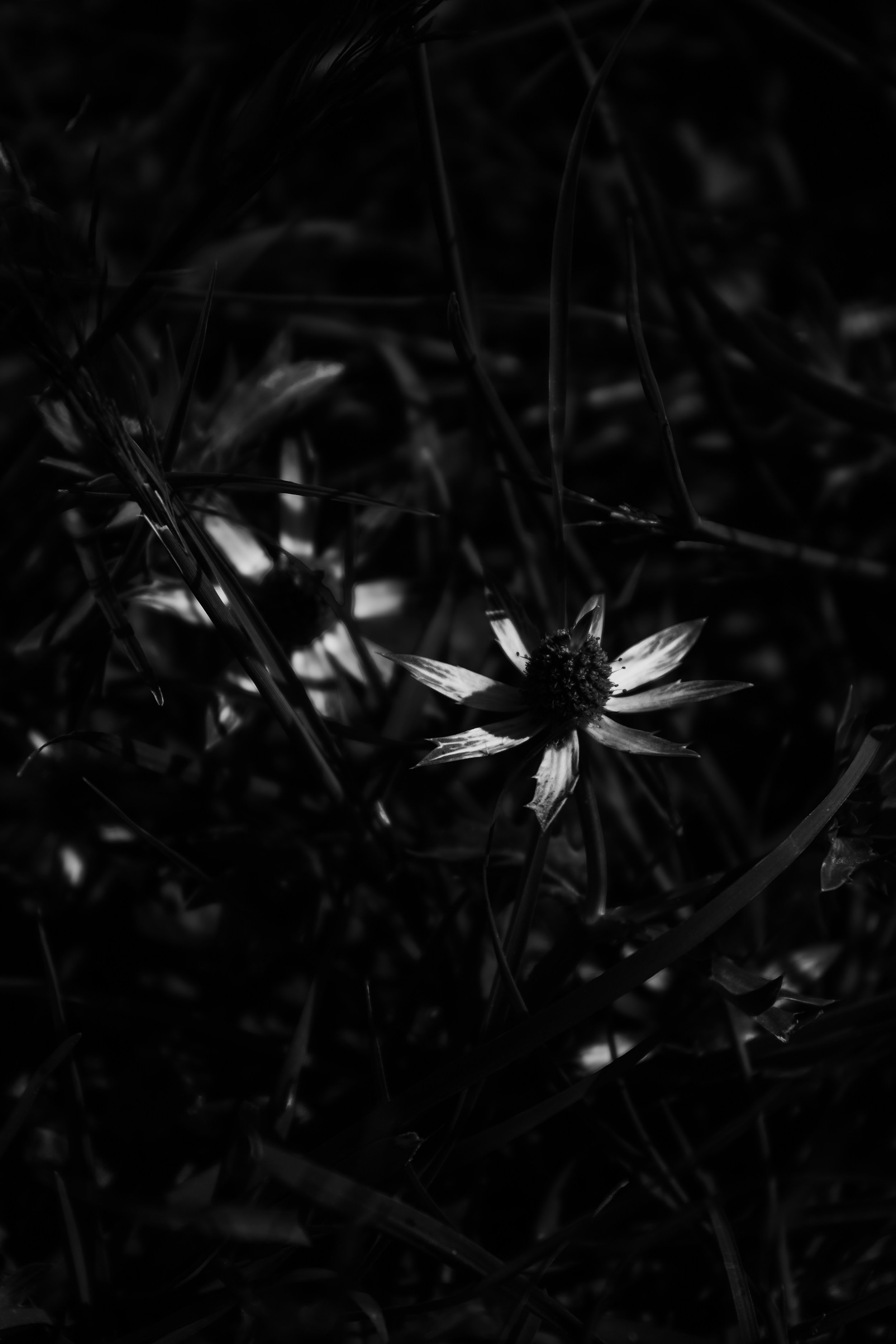 Black and white close-up of a single flower with long leaves and a dark center, surrounded by grass.