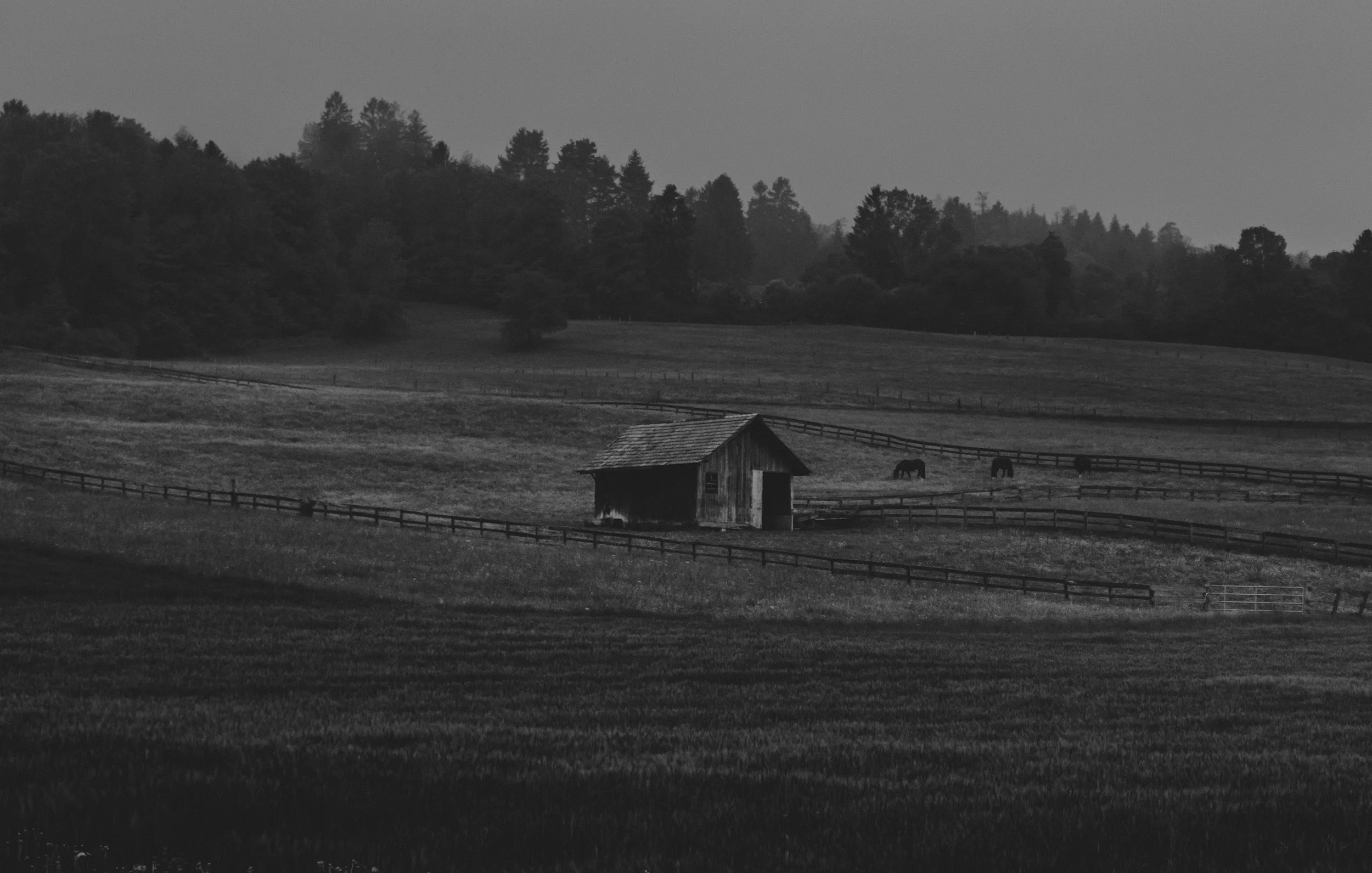 Black and white photo of a rural landscape with a small wooden barn, surrounded by fenced fields, and three horses grazing in the distance. Trees and hills are visible in the background.