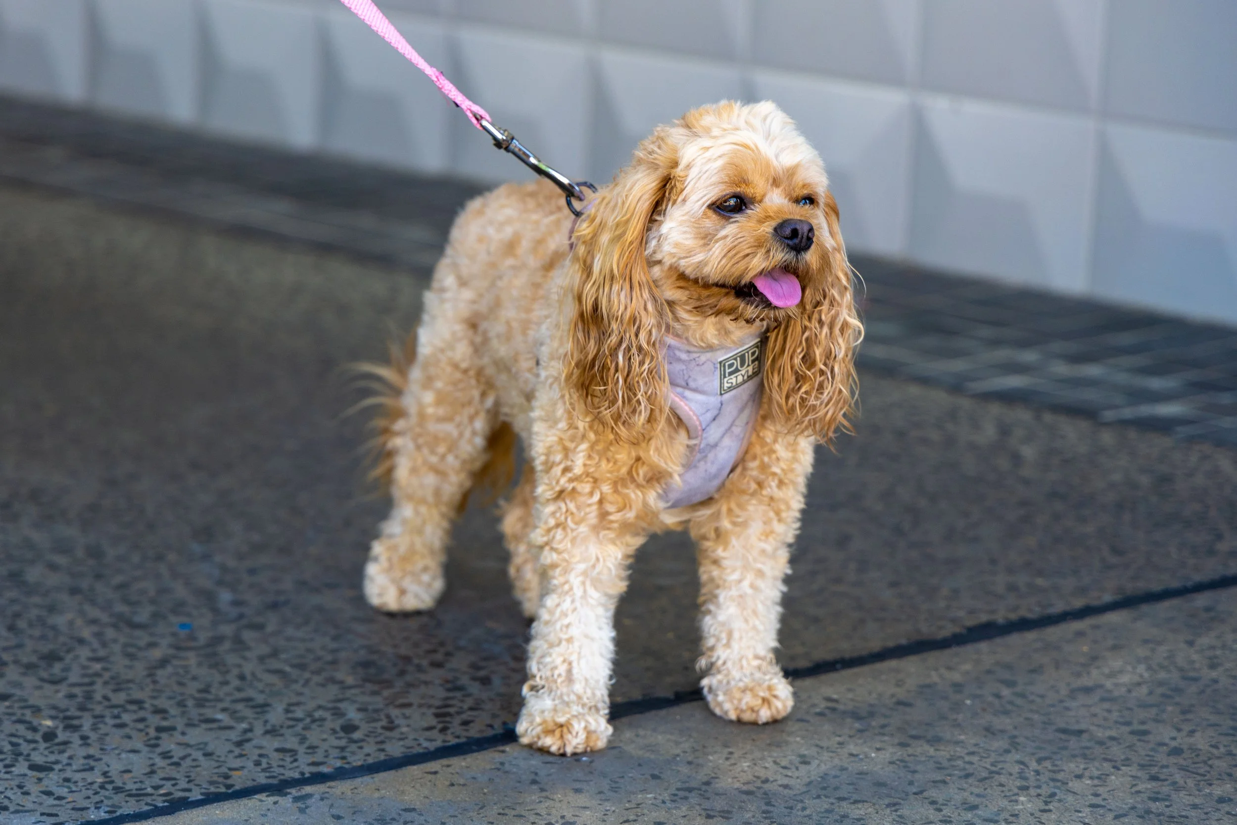 A small curly-haired dog wearing a harness and leash, standing on a sidewalk near a gray wall, with its tongue slightly out.