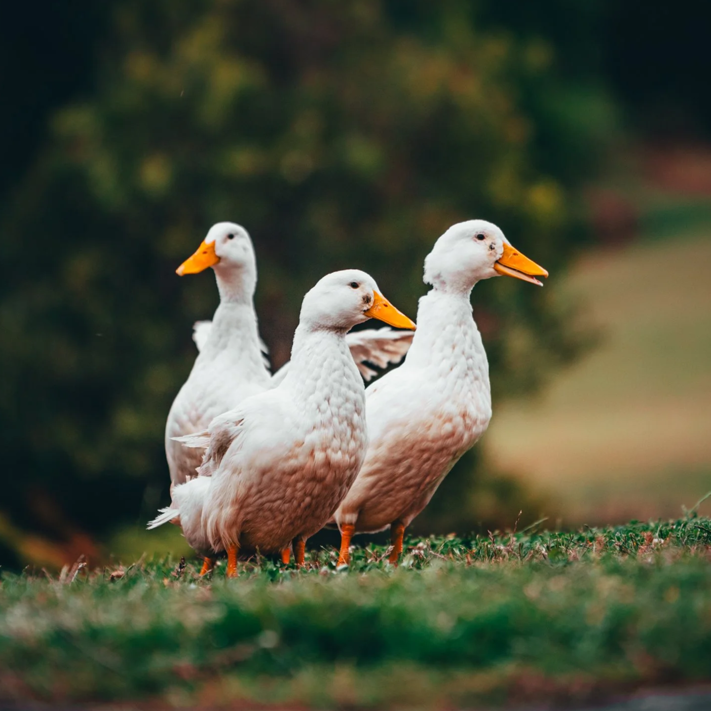 Three white ducks with orange beaks and feet standing on grass, with a blurred natural background.