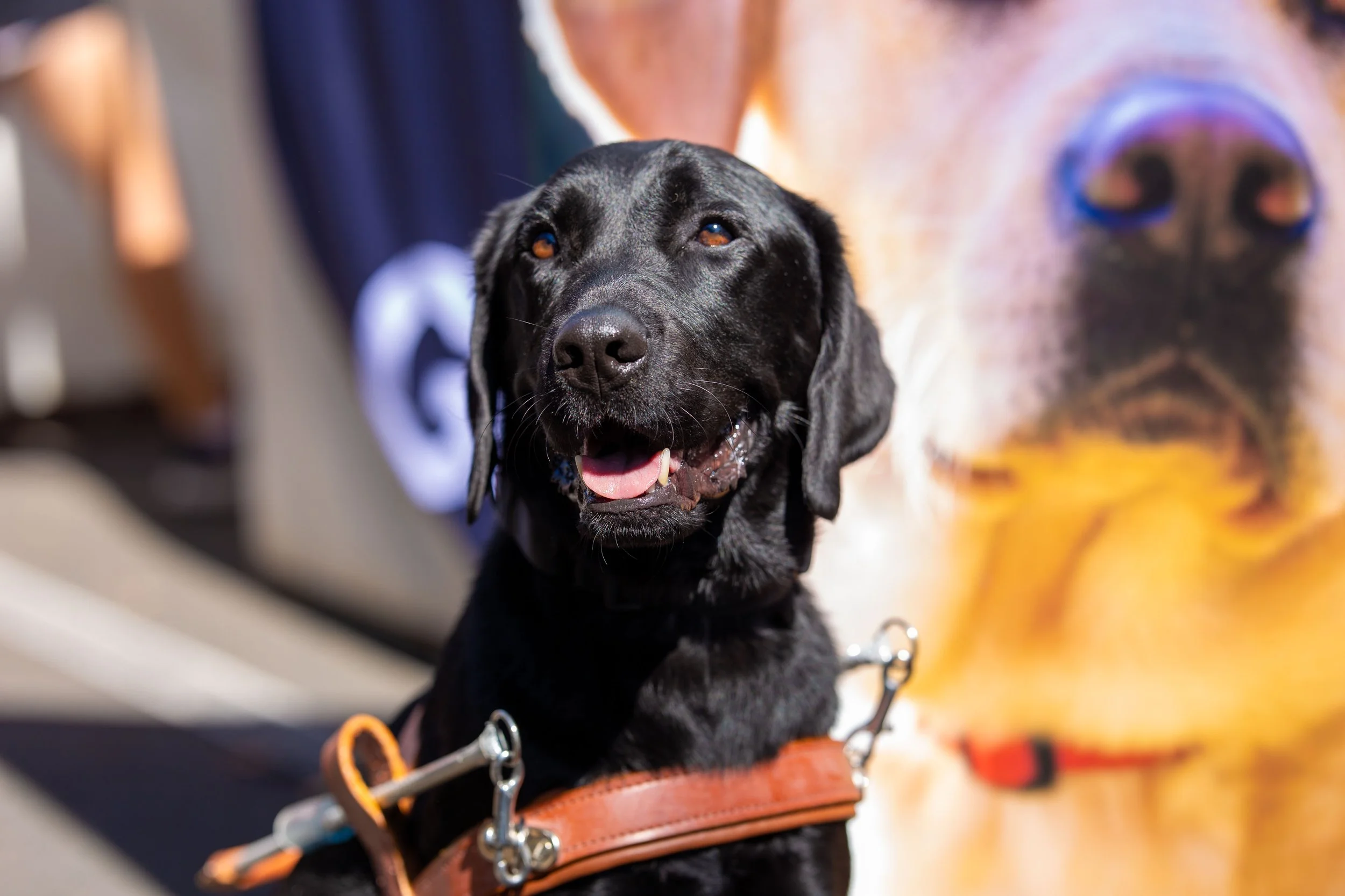 A happy black Labrador Retriever dog wearing a brown harness, sitting outdoors with a large, blurry poster of another dog in the background.