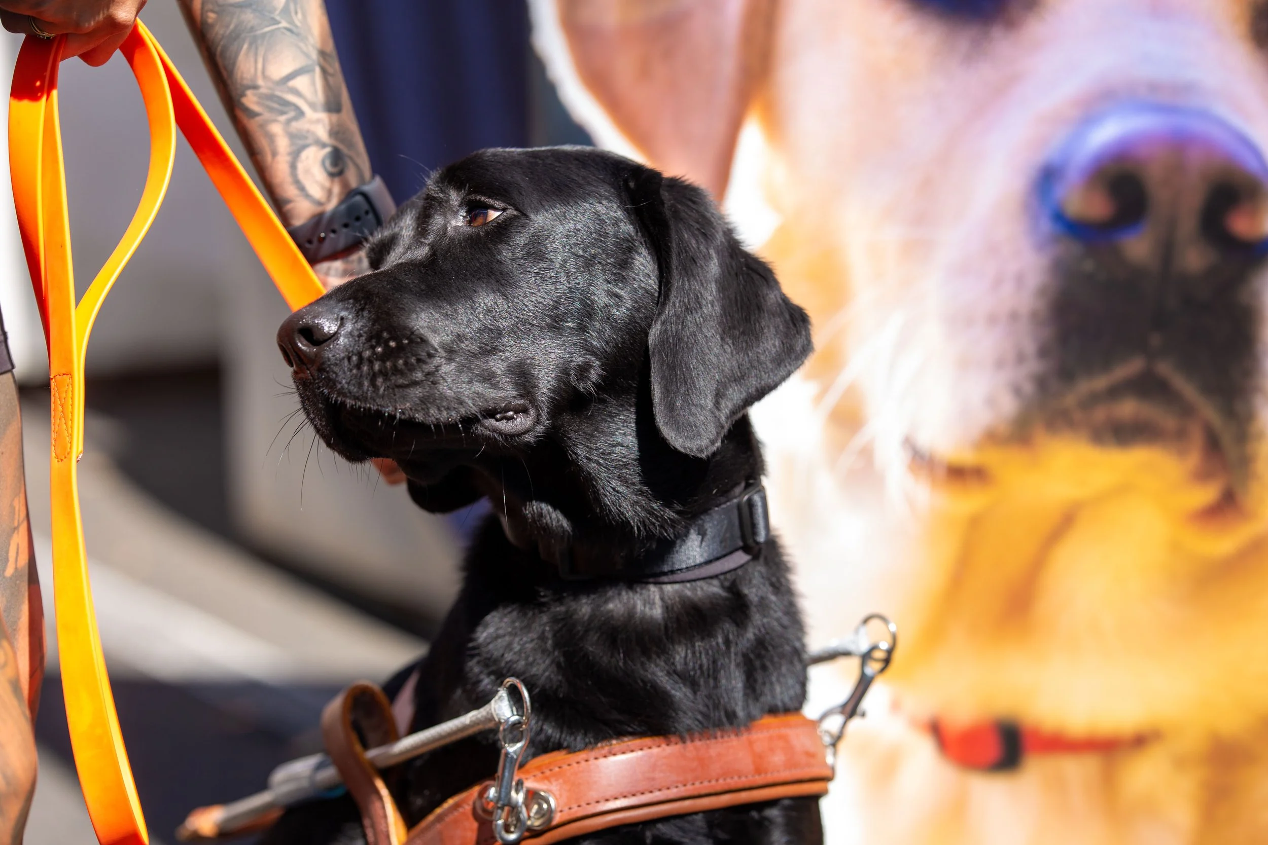 A black Labrador service dog with a harness and leash, sitting next to a person with tattoos, in front of a large poster of a similar dog.
