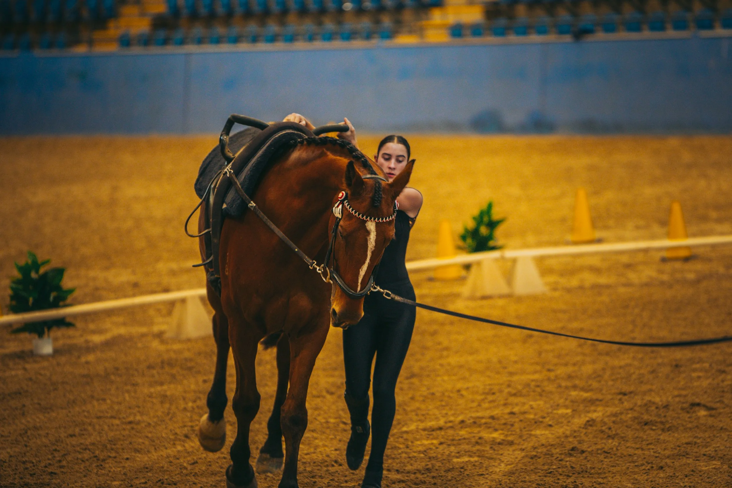 A young woman training a brown horse inside an indoor riding arena with yellow and blue walls, decorated with small plants and yellow cones.