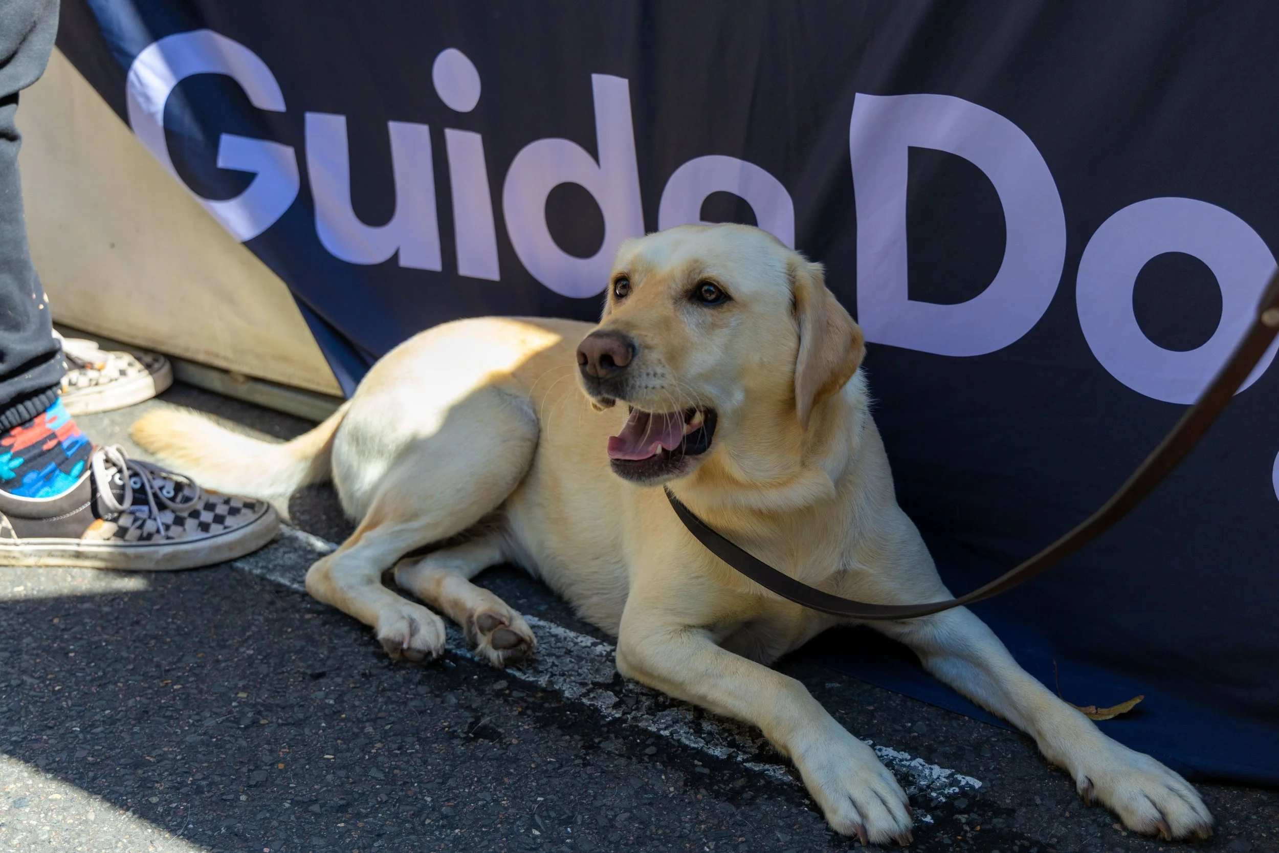A yellow Labrador Retriever dog lying on the pavement beside a person's feet, with a black leash attached, in front of a black banner with purple lettering.