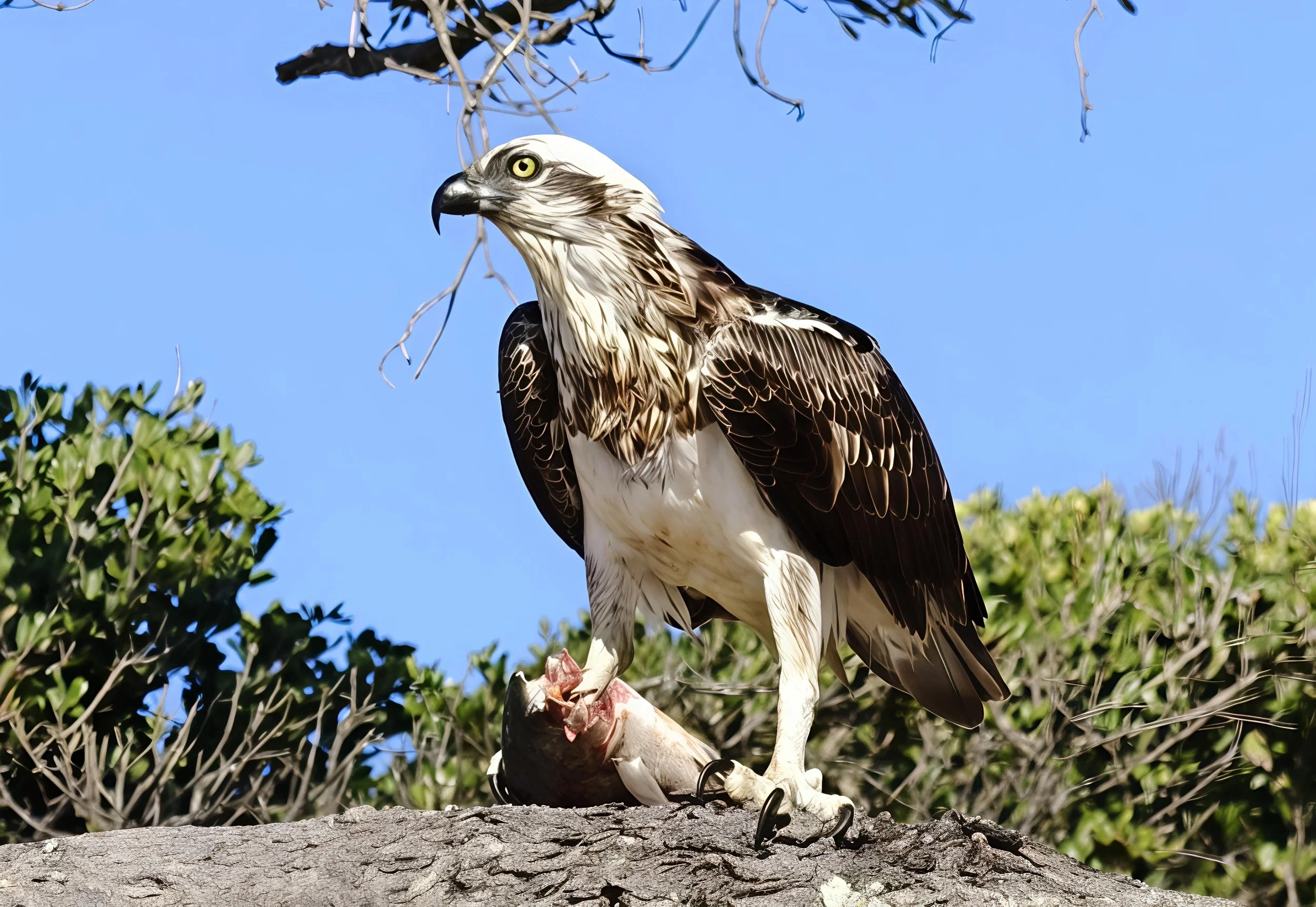 Osprey - Sunshine Coast Fishing
