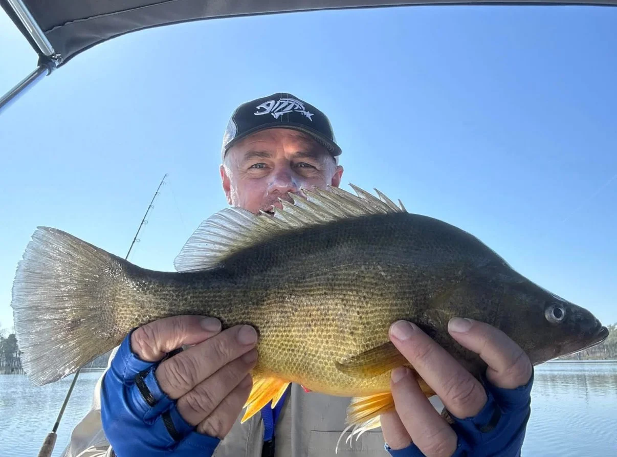 Golden Perch - SCSFC