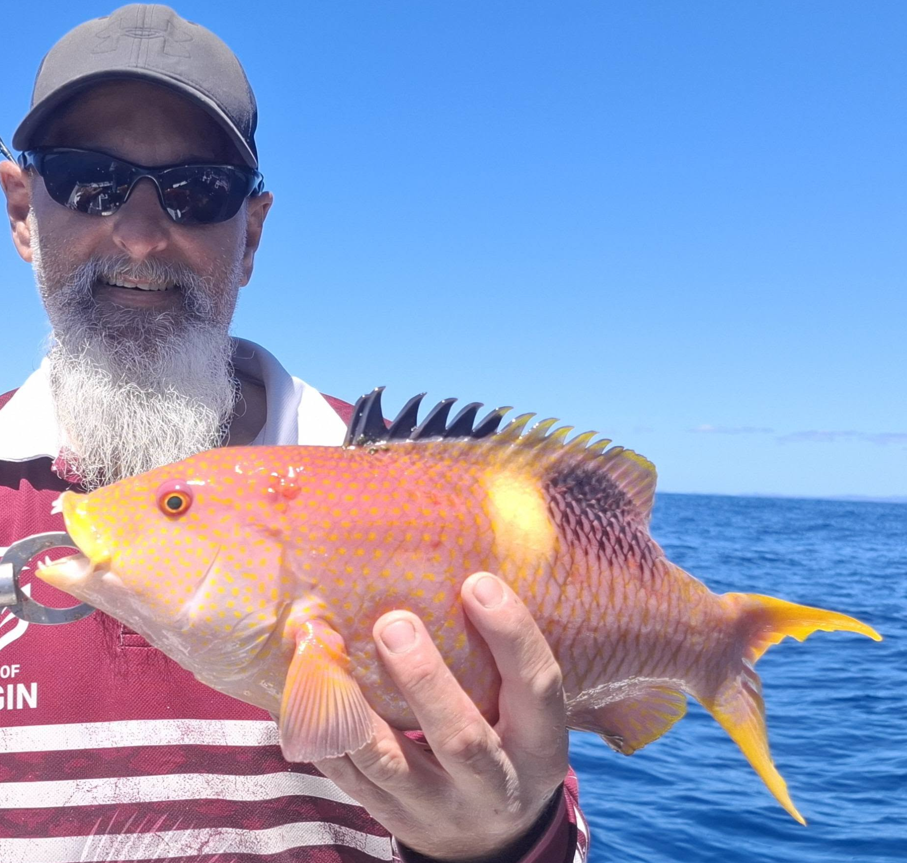 Gold Spot Wrasse