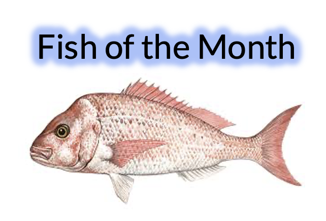 Sunshine Coast Sportfishing Club - Fish of the month