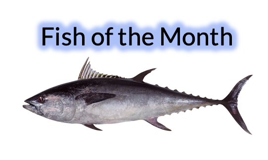 Sunshine Coast Sportfishing Club - Fish of the month