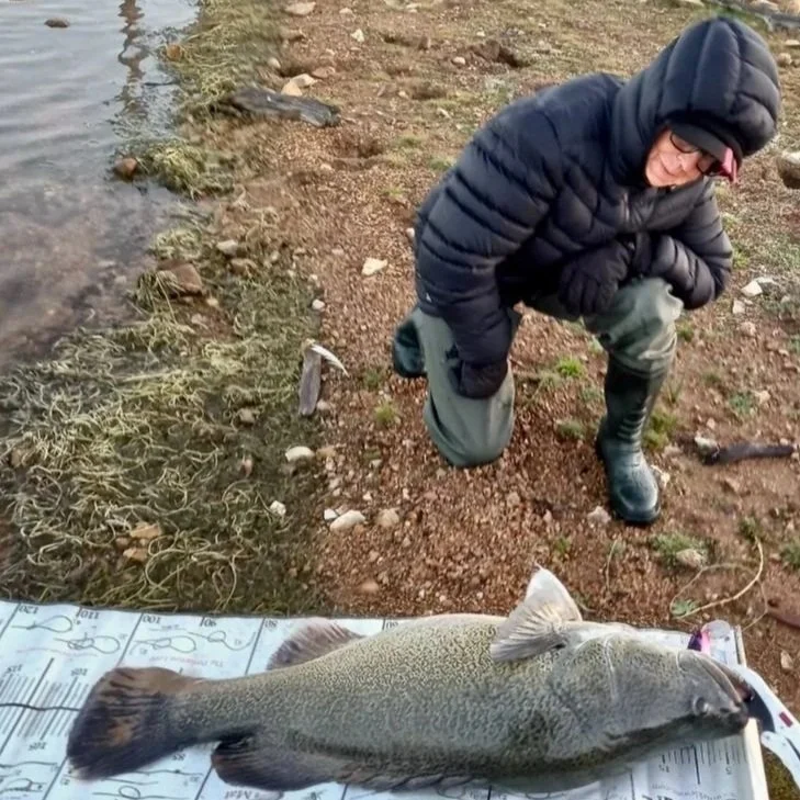 Murray Cod - SCSFC