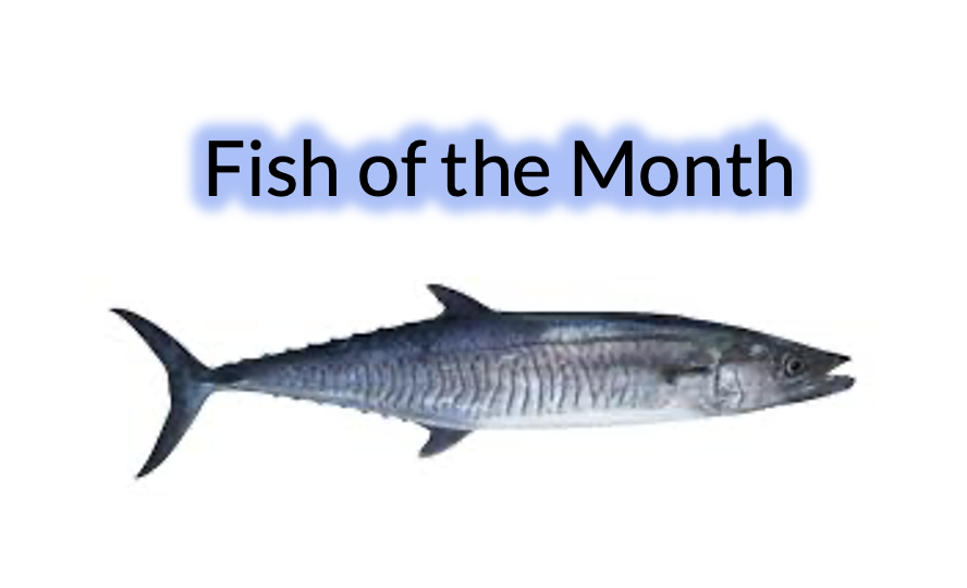 Sunshine Coast Sportfishing Club - Fish of the month