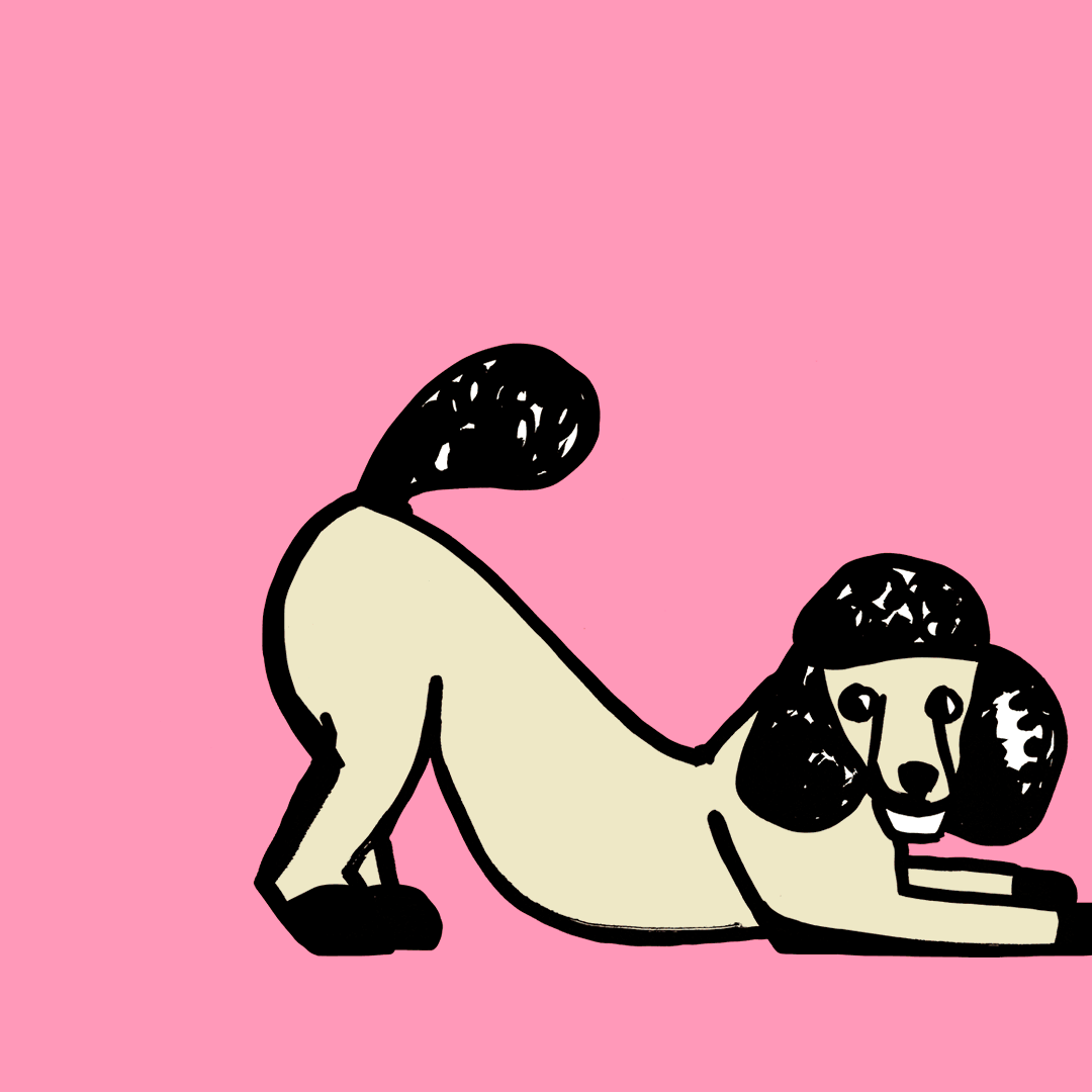 AboutPoodles-01-SC-New.gif