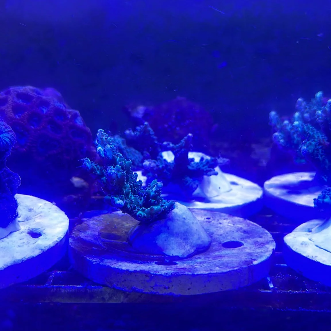 WWF X SHELL to SEA CORAL COOKIES IS A FOUNDATION FOR CORAL GROWTH 