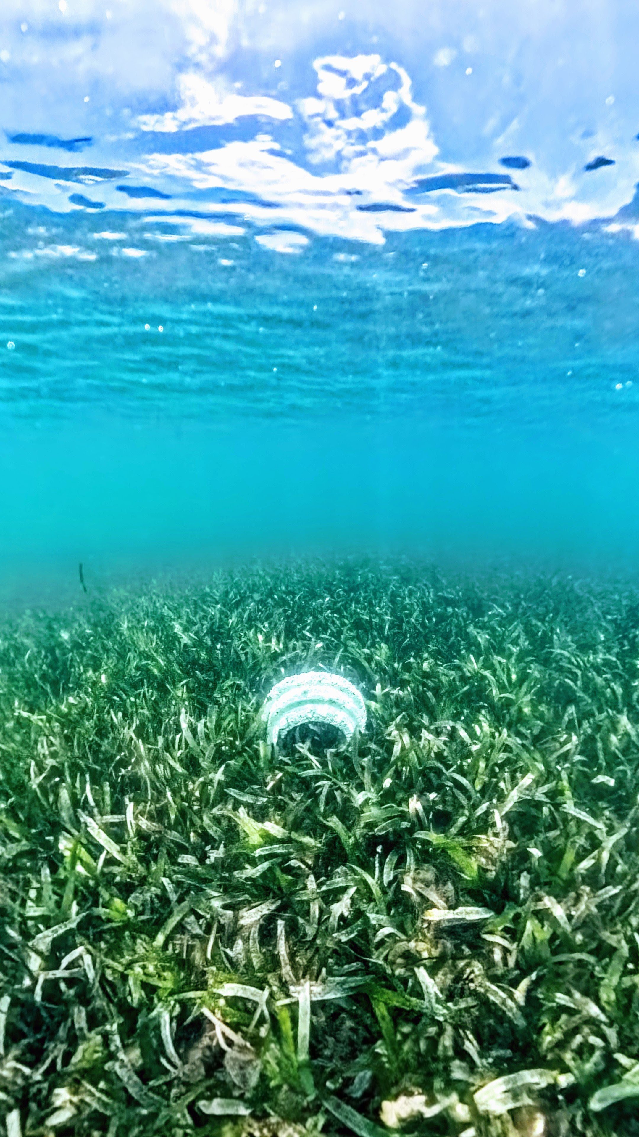 Launch amongst  Bali's Seaweed growth