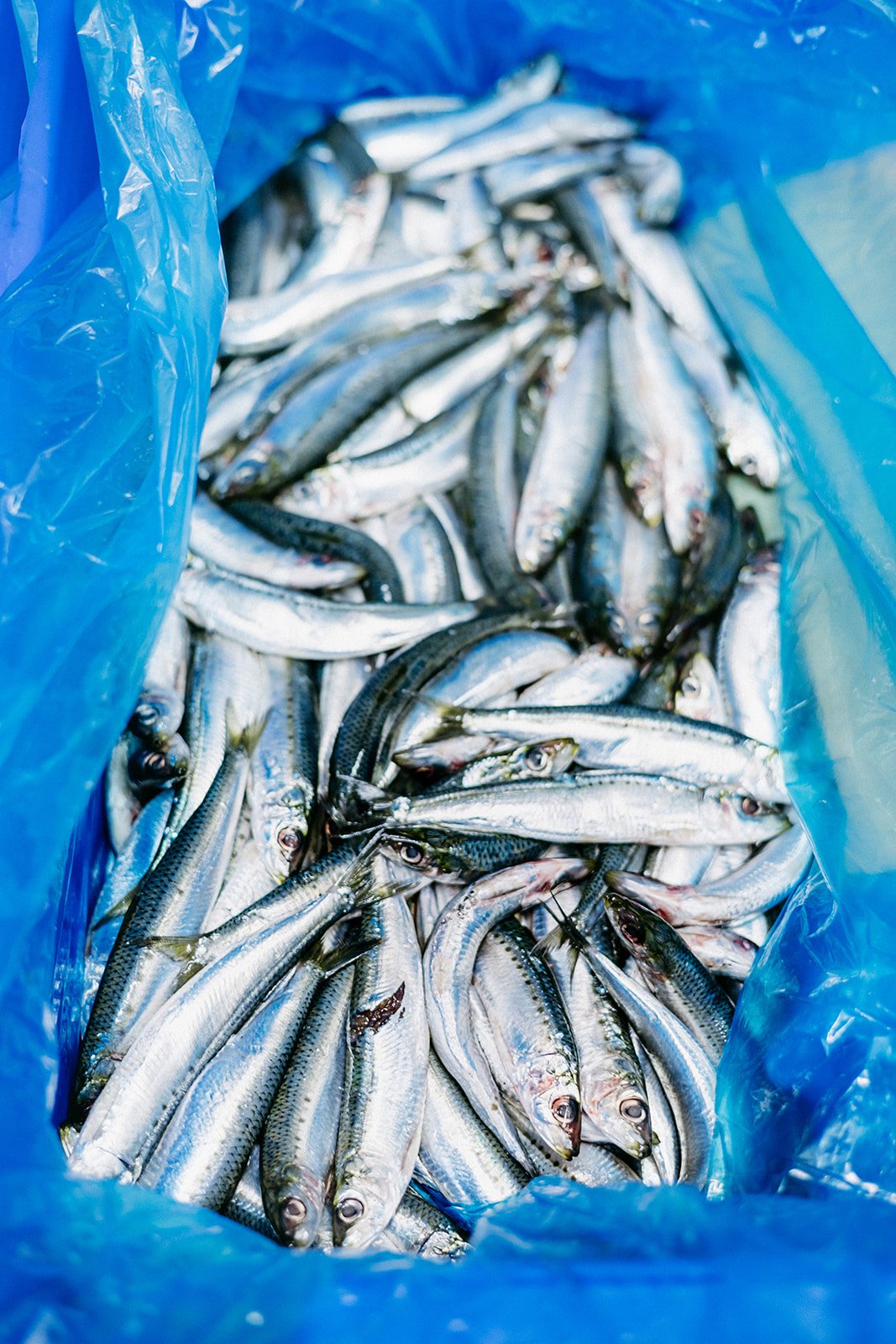 64 - Fishmonger Kyneton - Oct 2024_websize.jpg