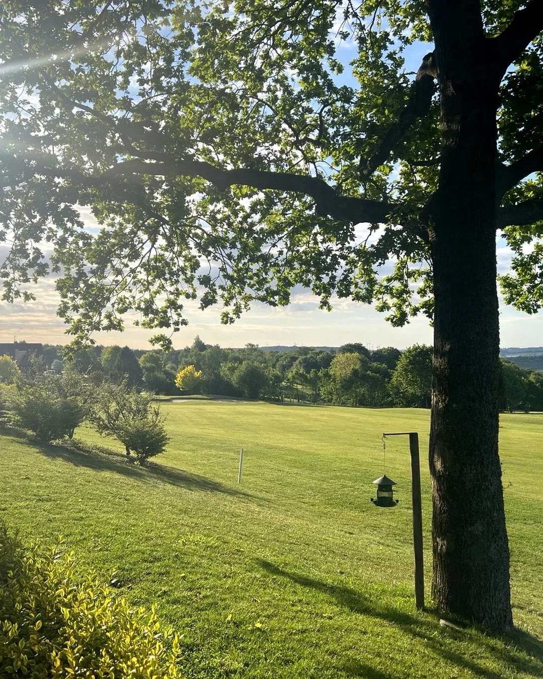 03_instagram_tree_sunset.jpg