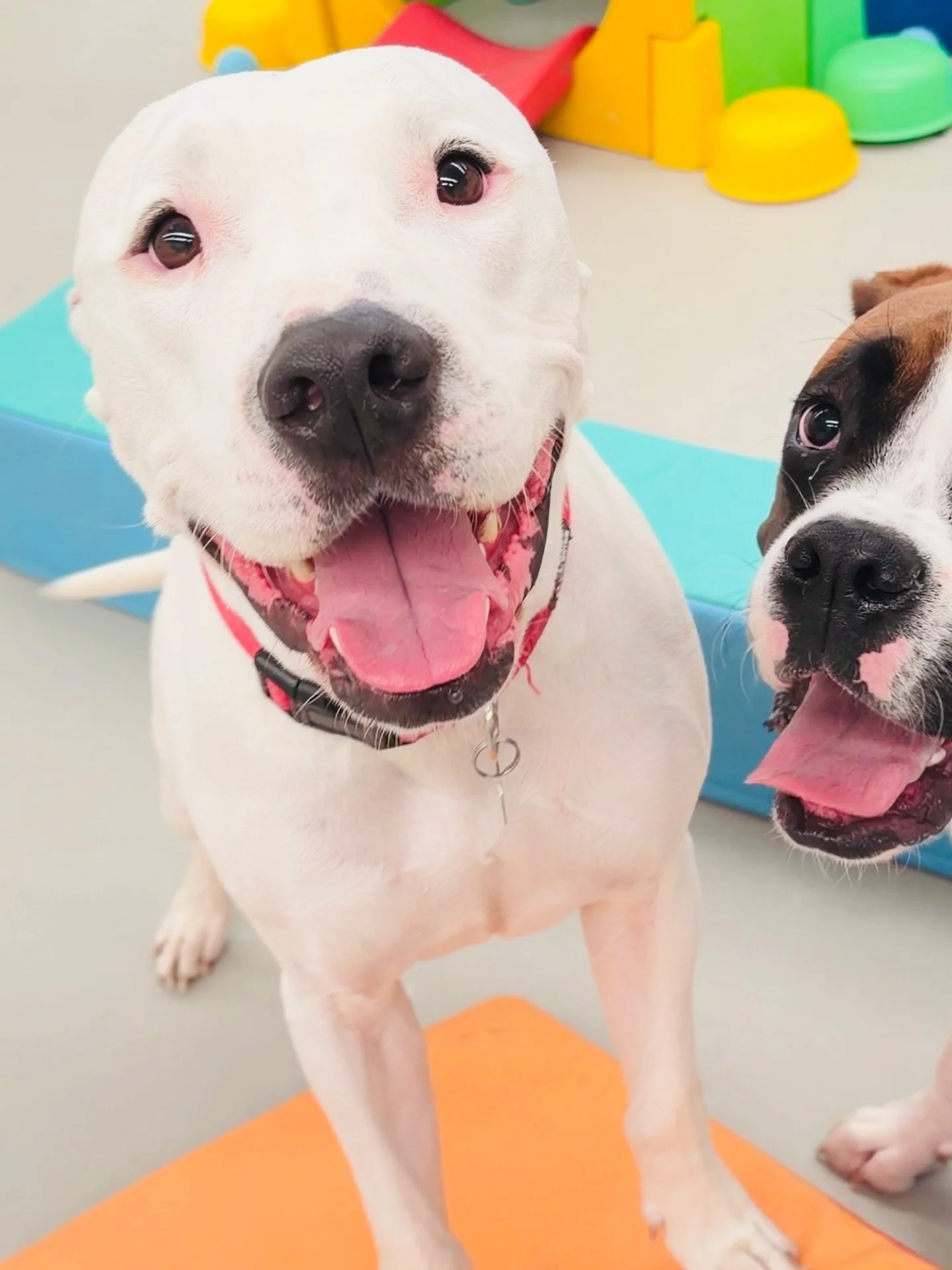 That mate that must be in the selfay 

G A T O R 🐊

Ronnie boy is like it&rsquo;s ok ✌️