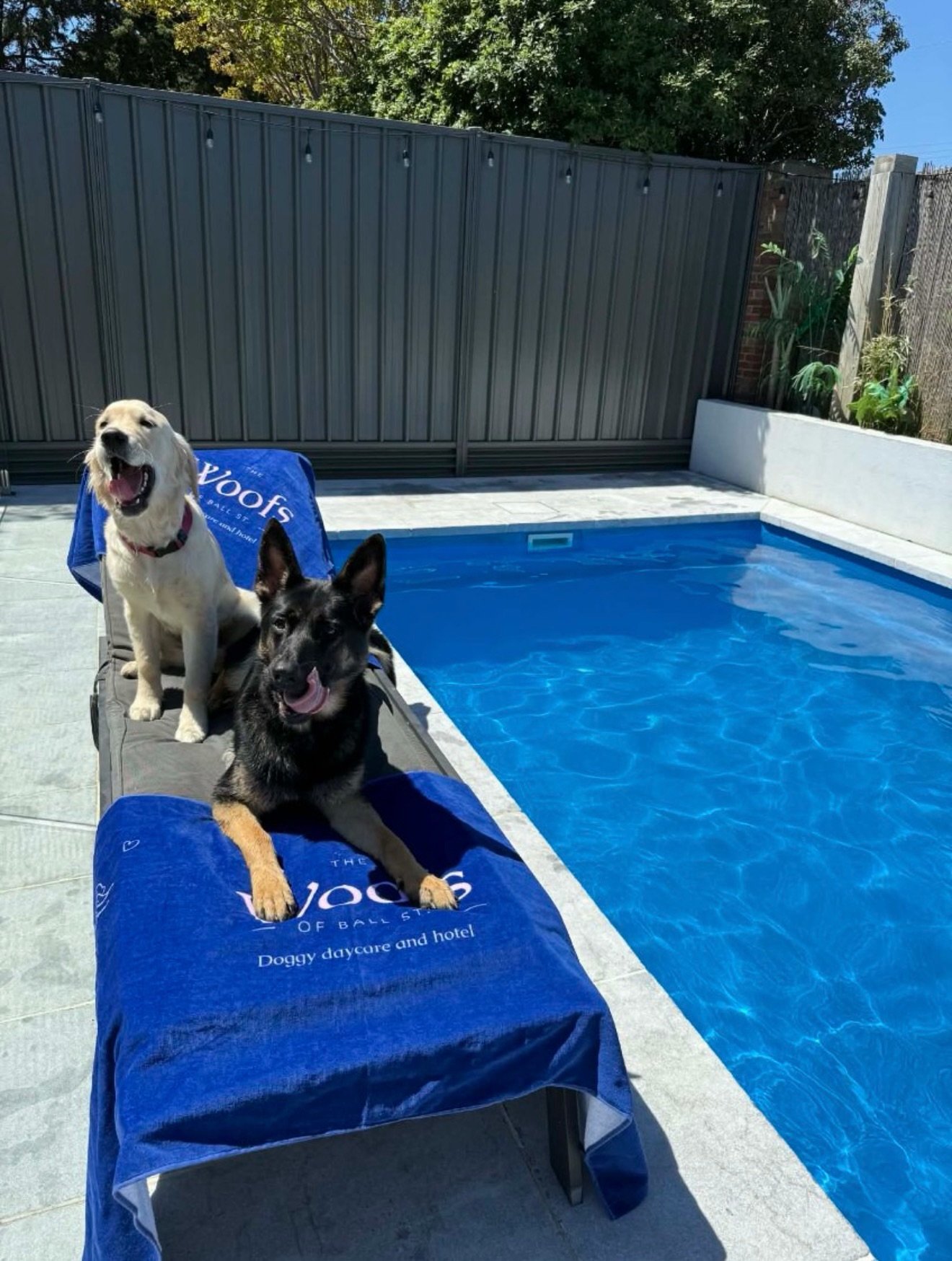 How cute are our poolside sisters 

Eevee &amp; Korra ⛱️☀️🌊

What a fabulous life gals 🫧🐳

We hope everyone is staying cool and enjoying their long weekend 🦘🇦🇺