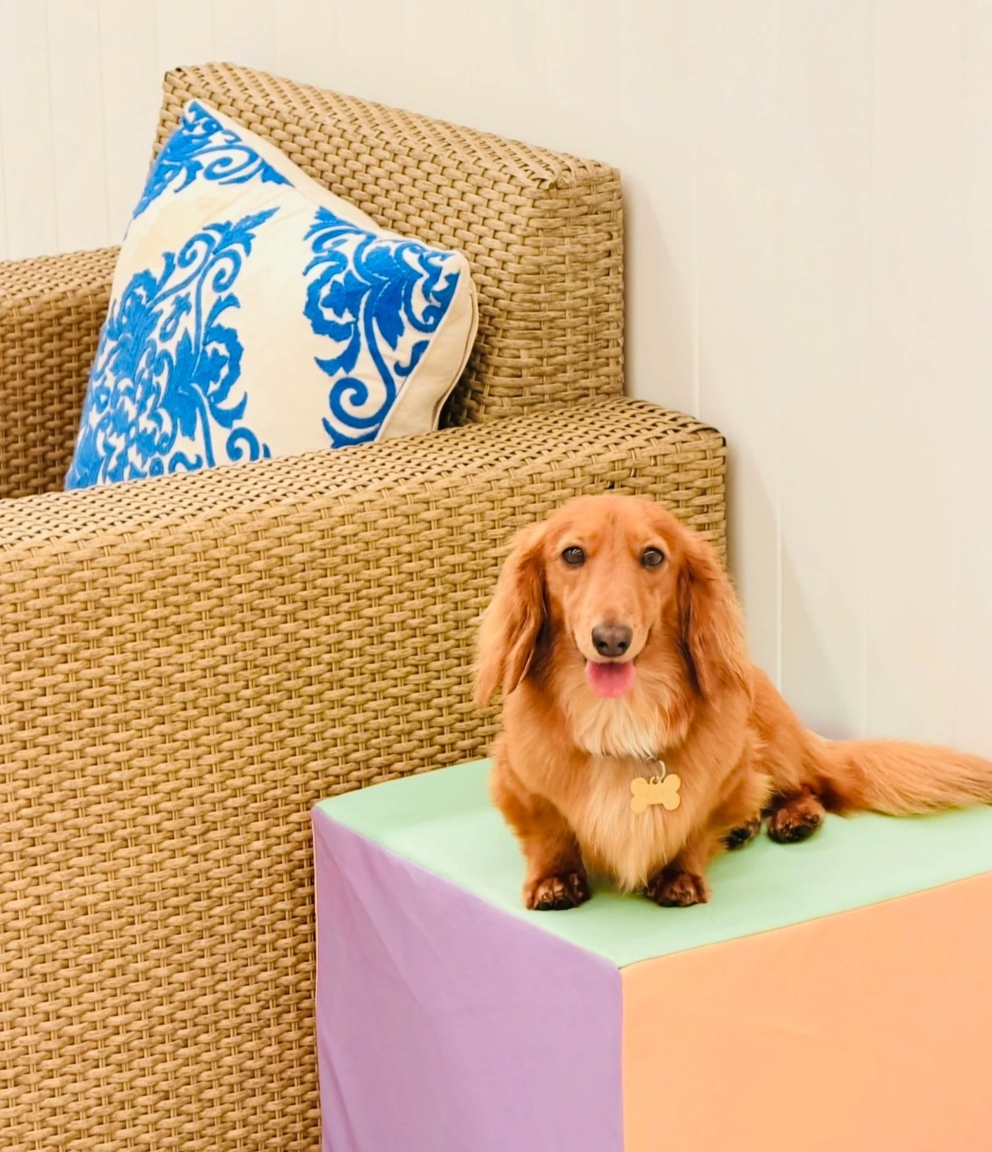 Henry leads the Woof Pack, with his best mate Meister helping keep the crew in line 🐾

Henry would like to wish you a great weekend ok 😂🍸