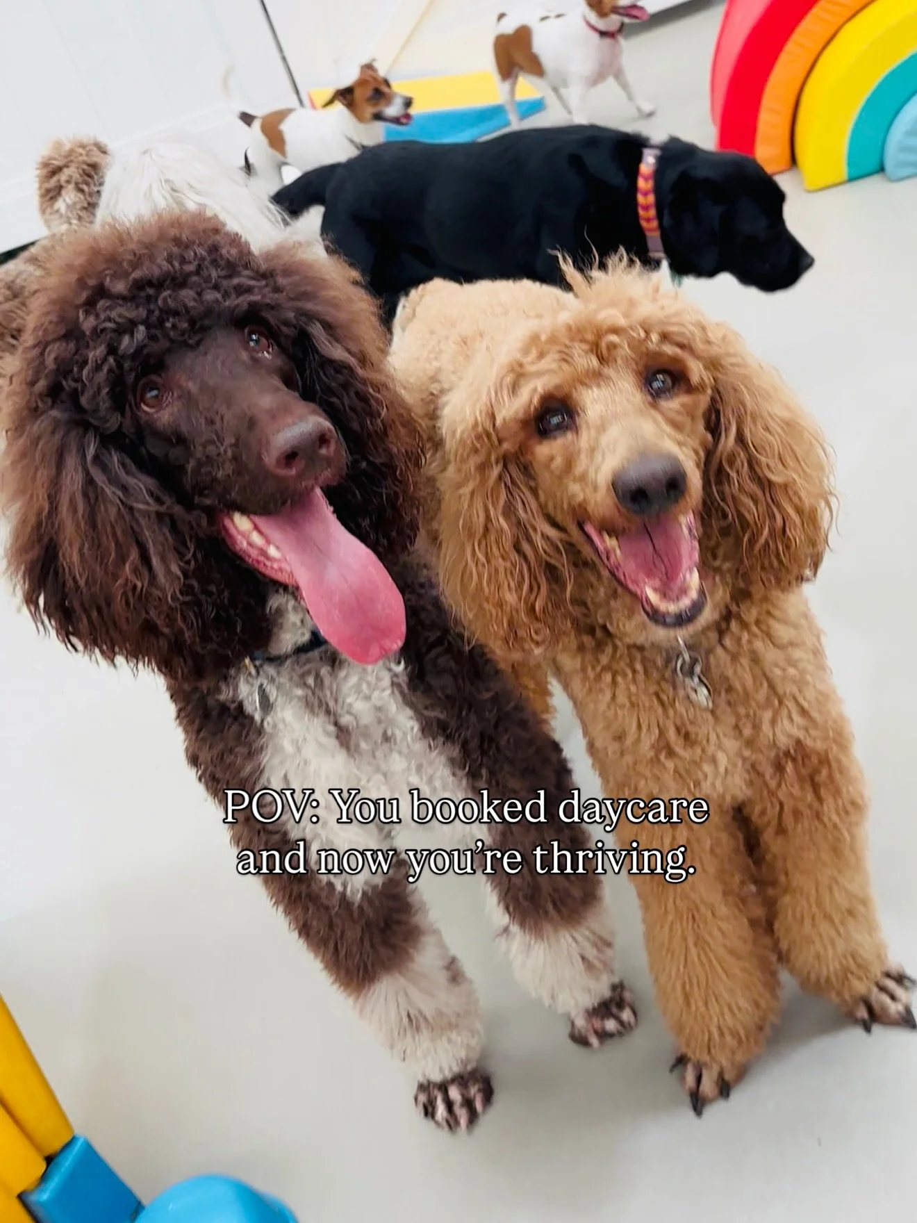 Friendships aren&rsquo;t forced here &mdash; they&rsquo;re formed 🐾🤍

At Woofs of Ball St, we carefully match playgroups based on personality, confidence levels, and energy. Slow intros. Guided interactions. Lots of observing.

Because the right fr