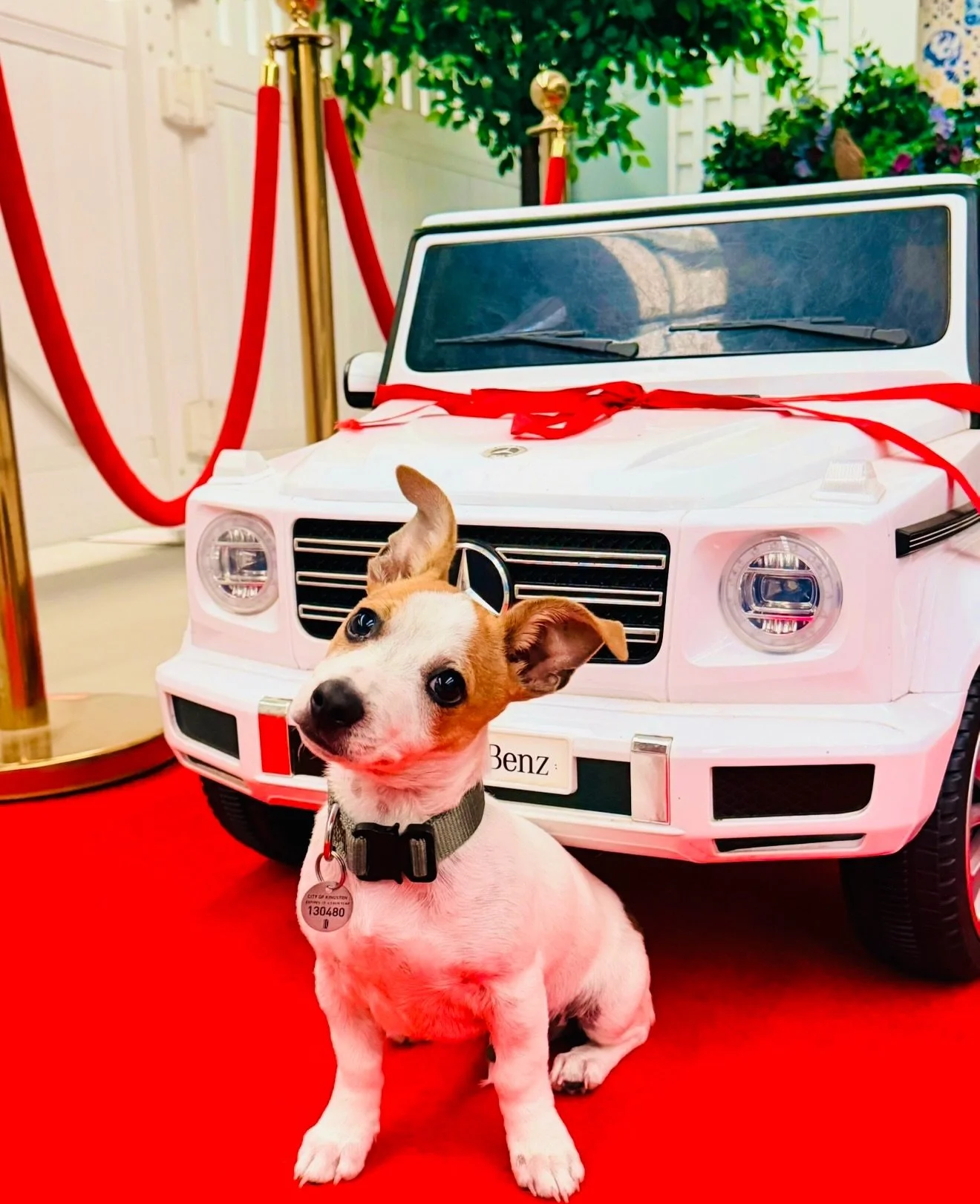 Welcome to The Woof Pack Rocky 🫶❤️