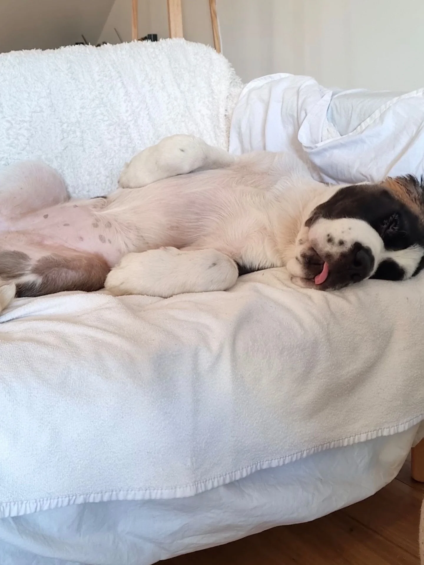 Tegs 🩵

An absolute Bayside icon &mdash; in and out of daycare.
Part of the culture. Part of the legacy. Part of the Woofs family.