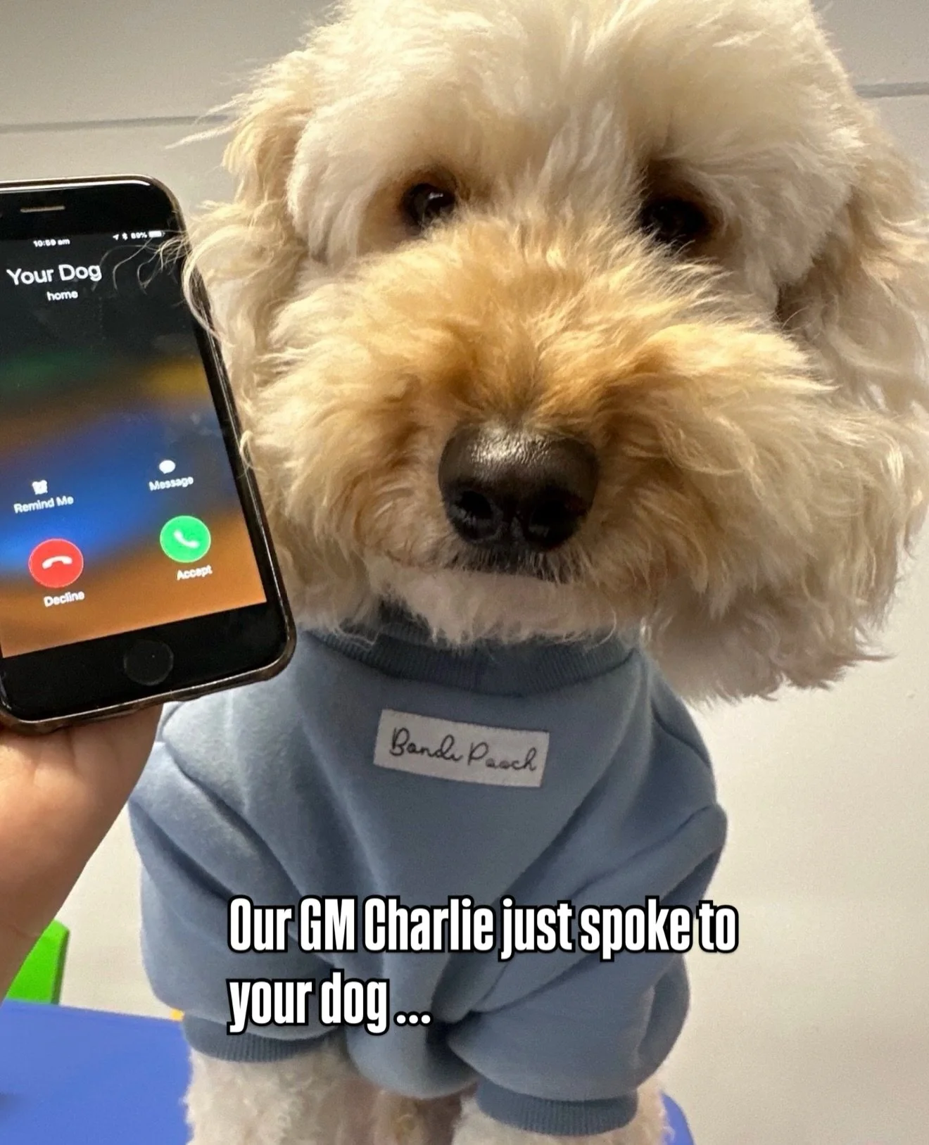 Thinking of joining the Woofs? 🐾
Start with a FREE trial and see what daycare is all about.

Text &ldquo;Trial&rdquo; to 0431 806 068

* 🐾 Free Trial Alert!
Spots are limited and fill up fast! While we do our best to fit every pup in, we can&rsquo;