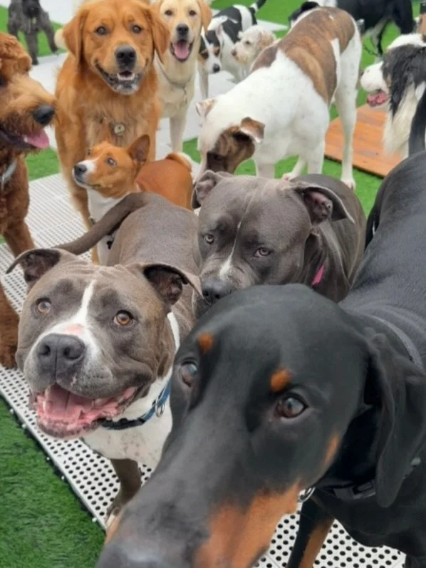 It&rsquo;s our morning Pee selfays!