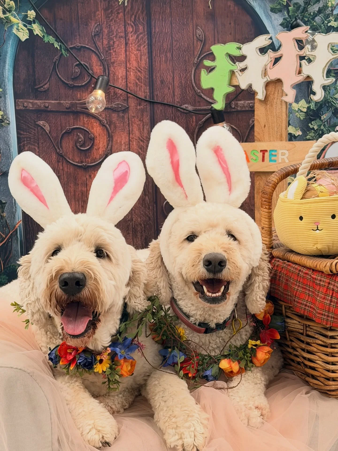 Poppy &amp; Koda 🩵🪺🩷