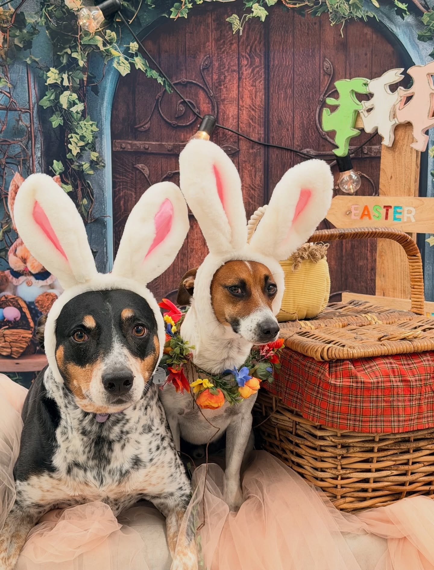 Poppy &amp; Bruce 🩷🪺🩵