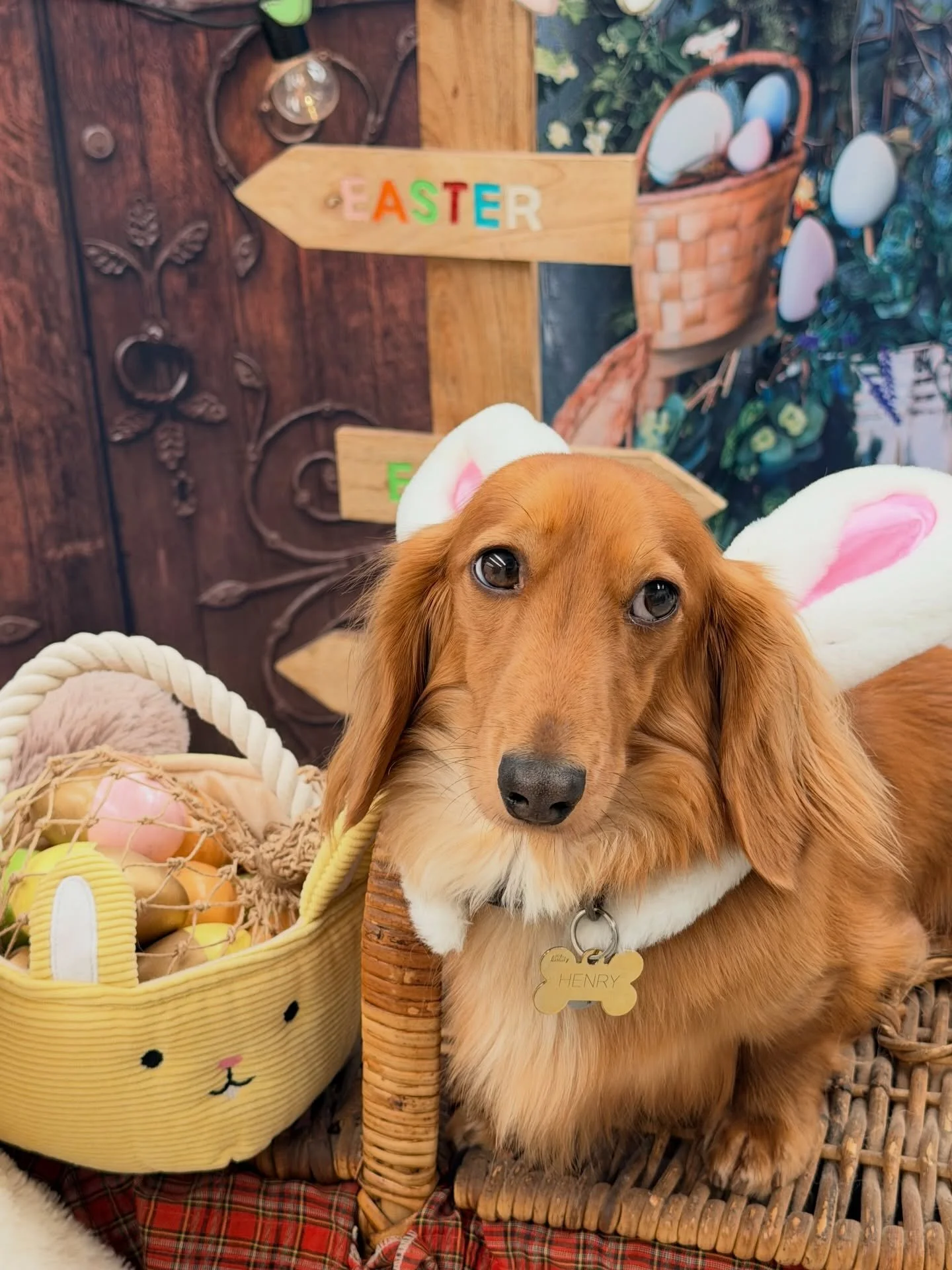 The French boy Henry 🩵🪺