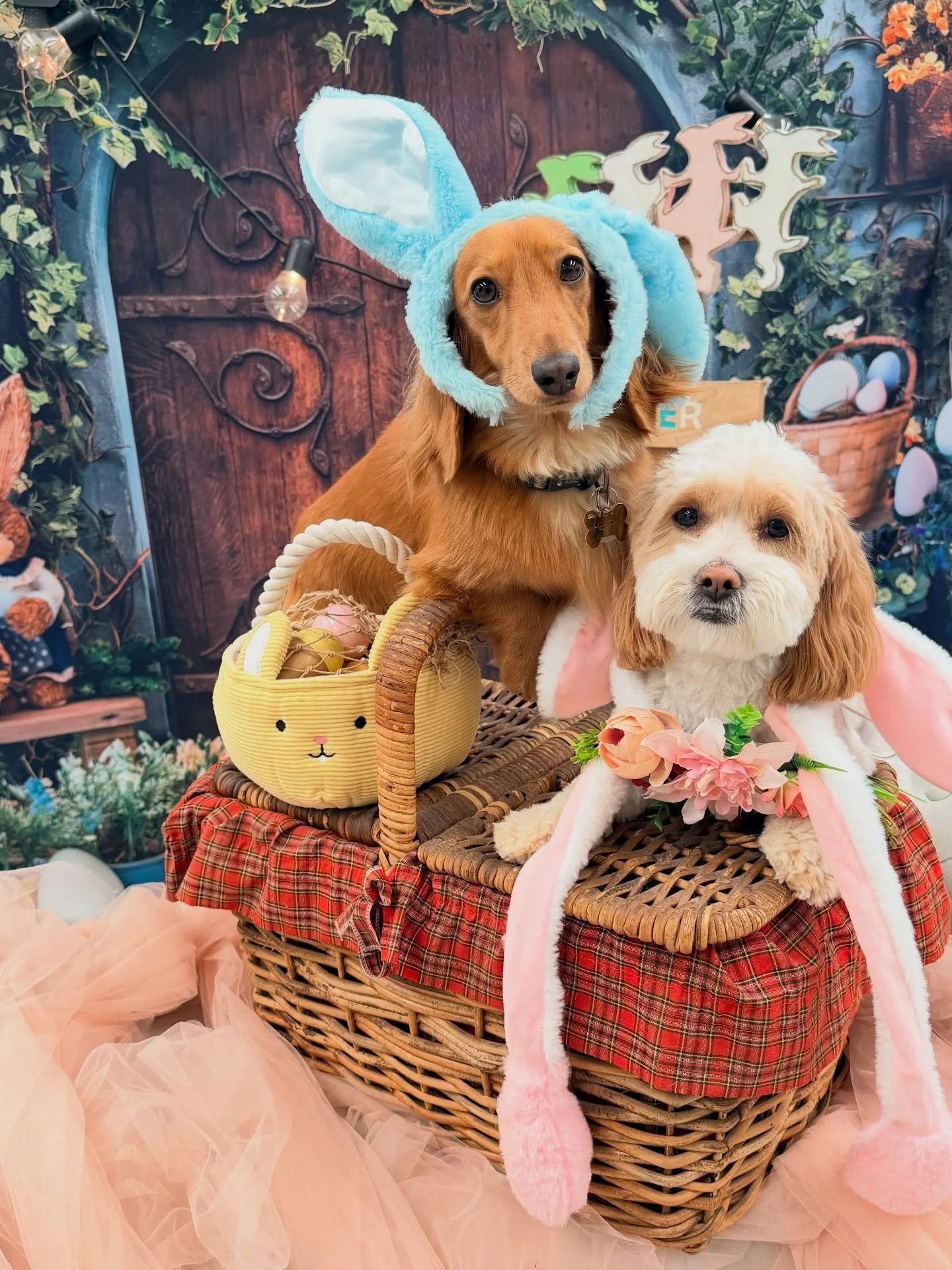 Henry with his gal Peaches 💛💌💌