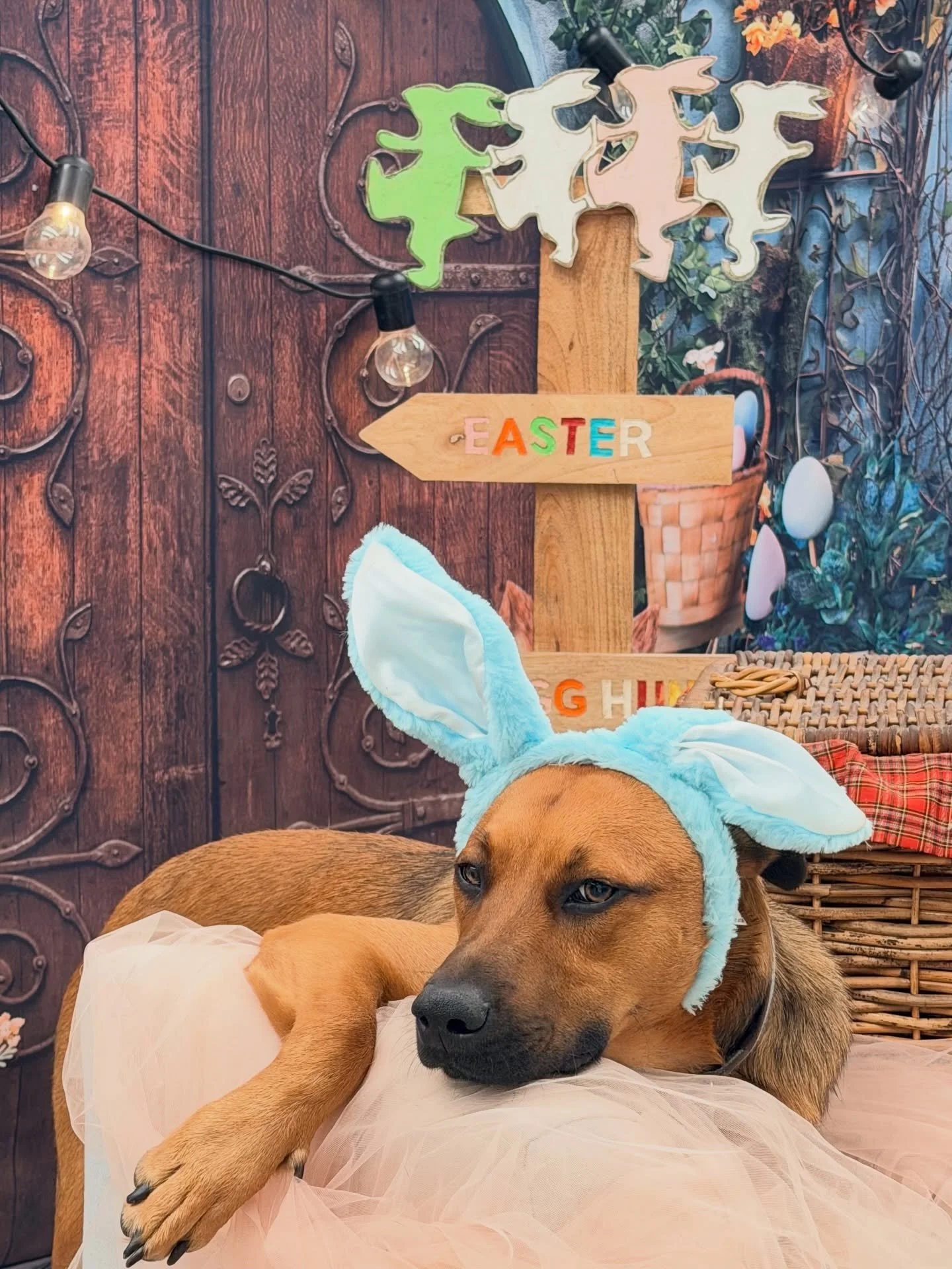 Ludo aka Johnny Depp 😉🐾