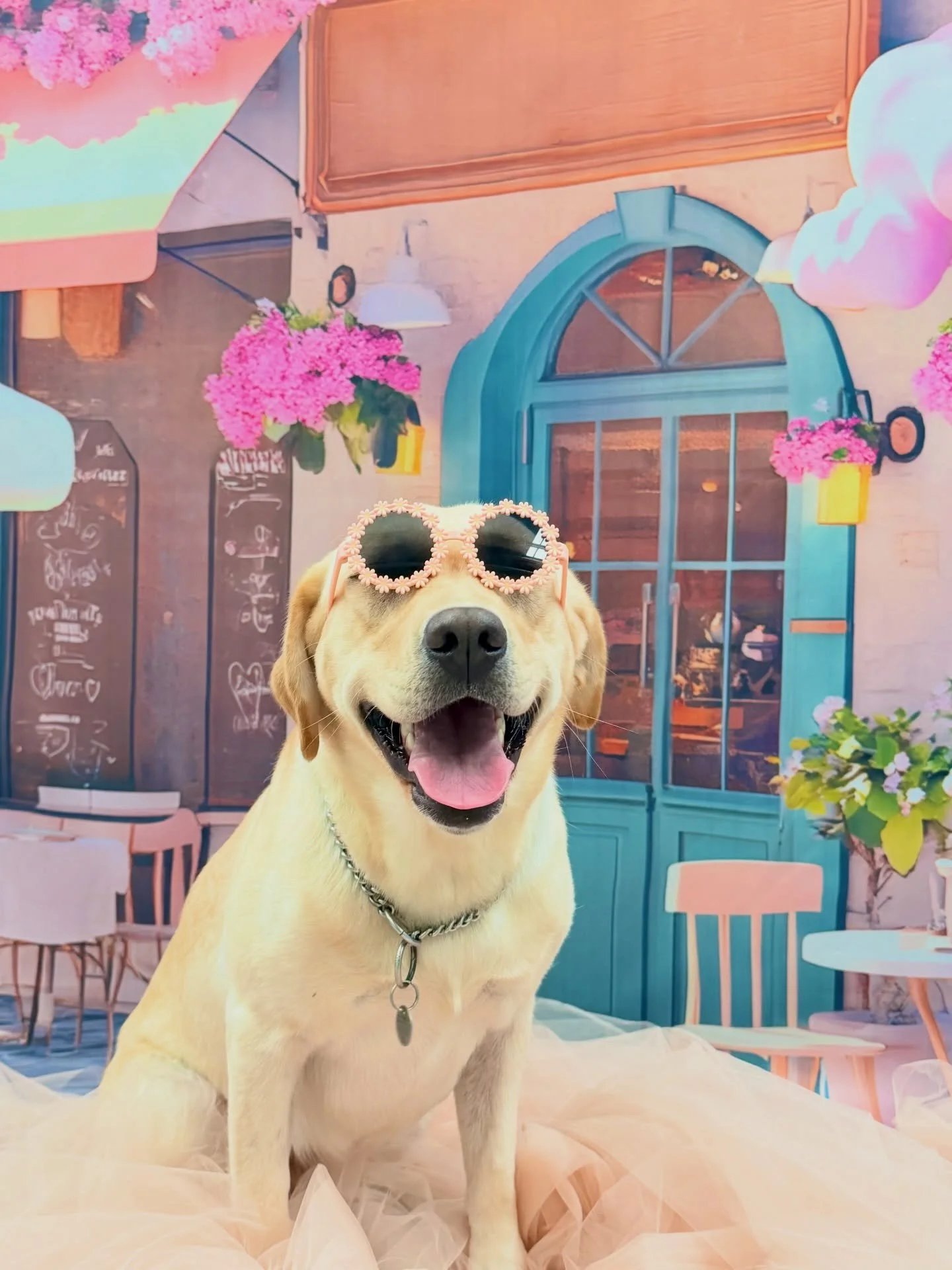 Peanut - The Woofs ambassador 🍎💛