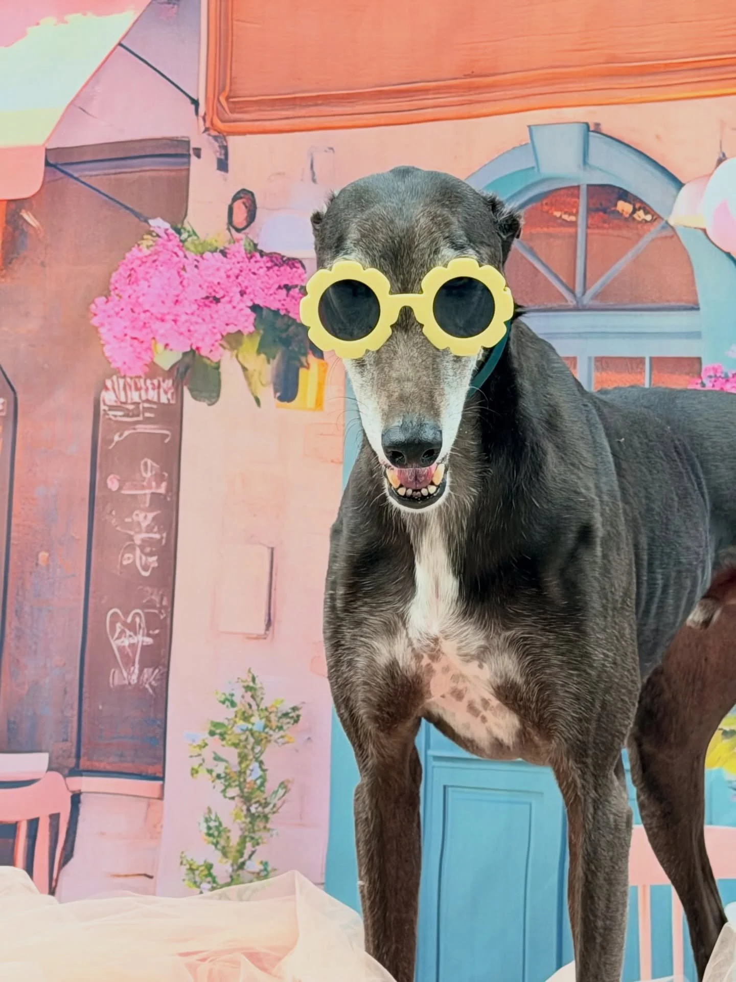 King Kobe - aka Mr Suave