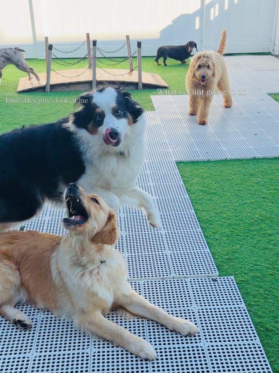 What is Flint up to 😂