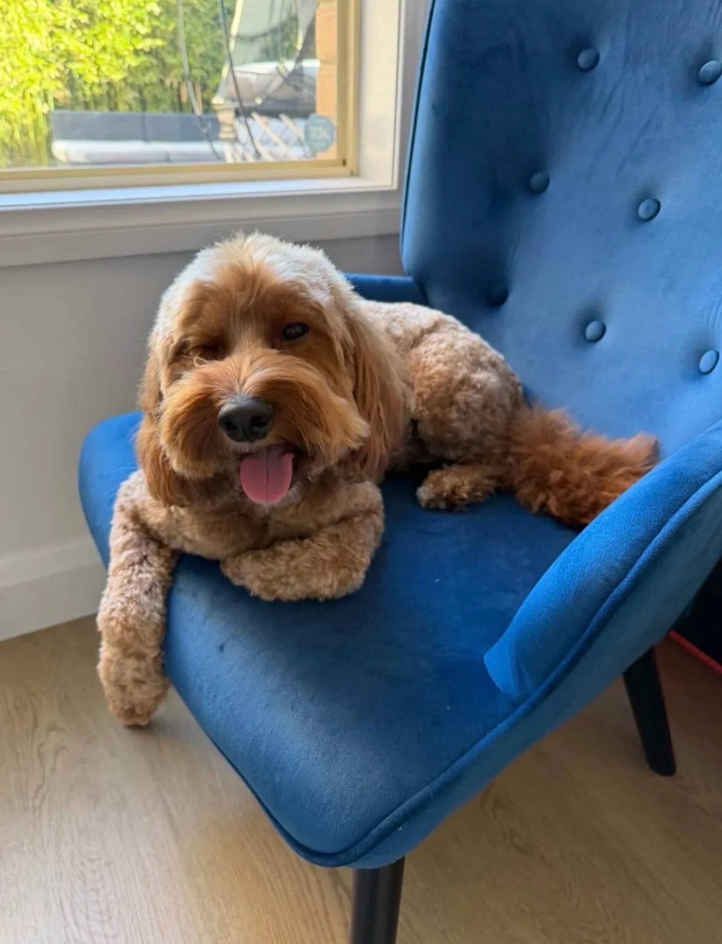 I don&rsquo;t wanna dream about you no more girl 

Gday! I&rsquo;m Hershey a local boy from bayside. I go to The Woofs for school. 

I&rsquo;m Single. Successful. Slightly desperate.

I&rsquo;ve sampled the social scene at daycare extensively&hellip;