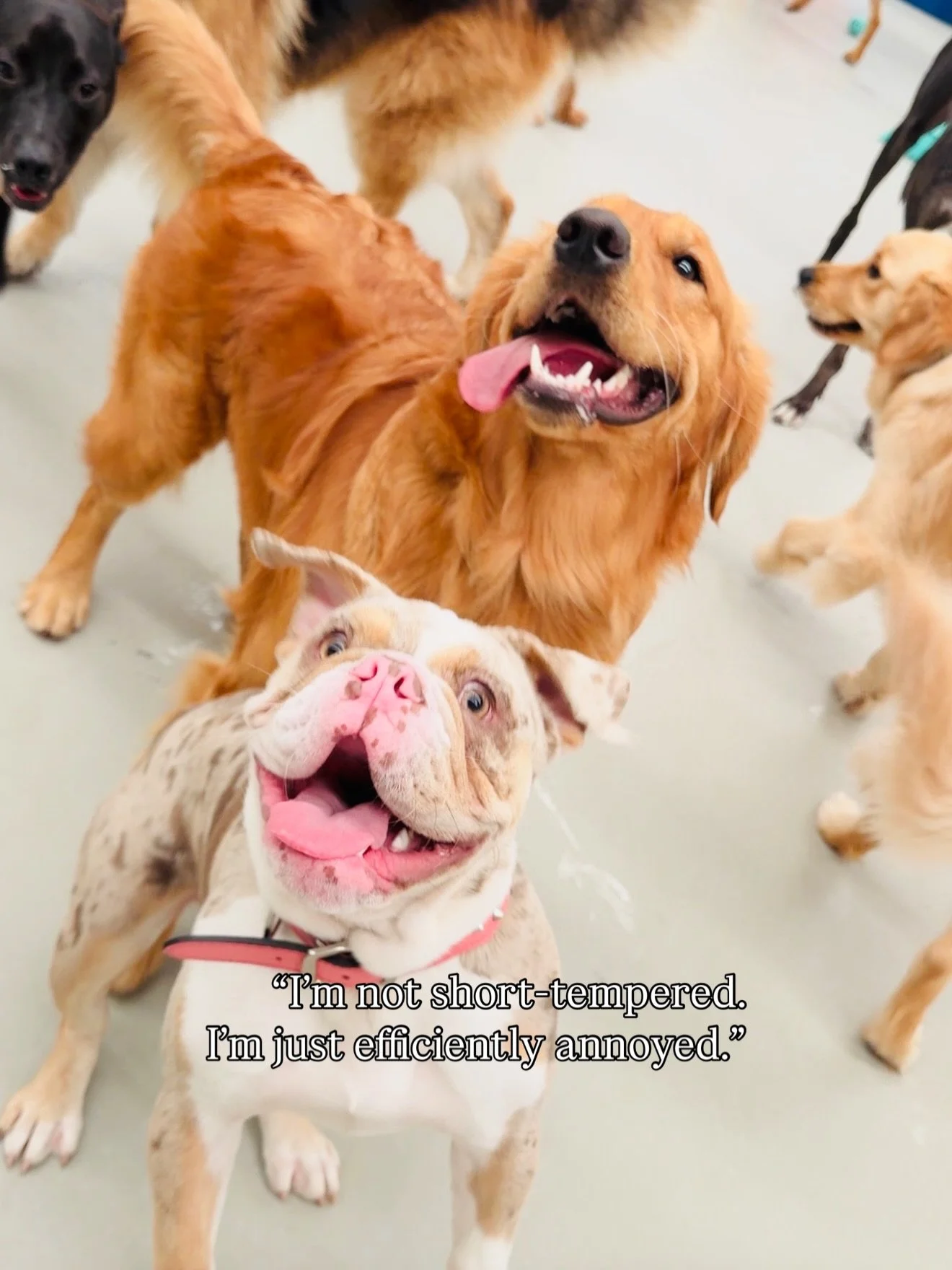 Things we have heard humans say&hellip; 

Swipe to see 🤭➡️