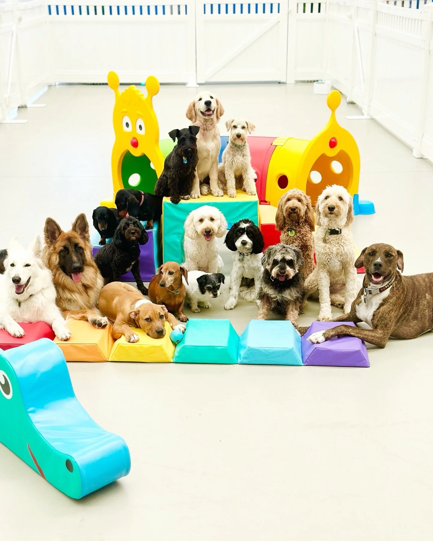 Family pic 🧸

📍 @woofs_ofballst