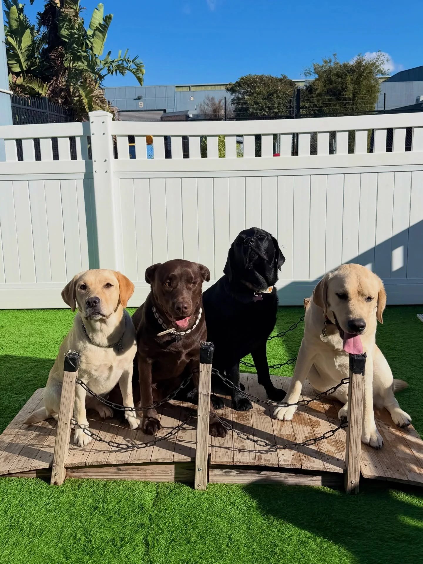 The Labs have arrived 🎣