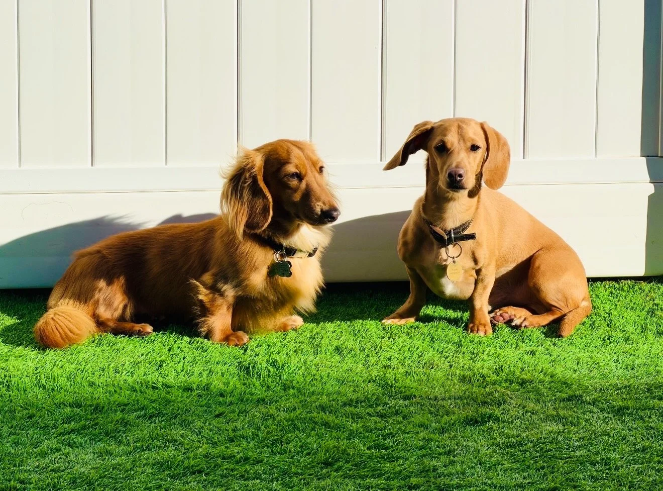 Henry &amp; Hank 🩵🧢