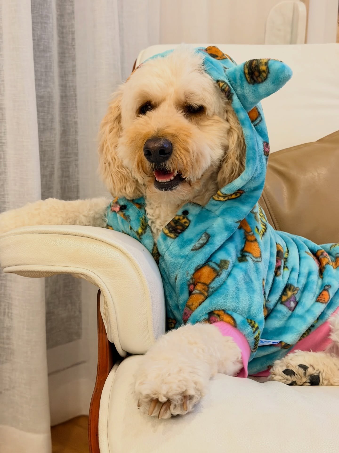 Charlie is Winter Ready 🩵