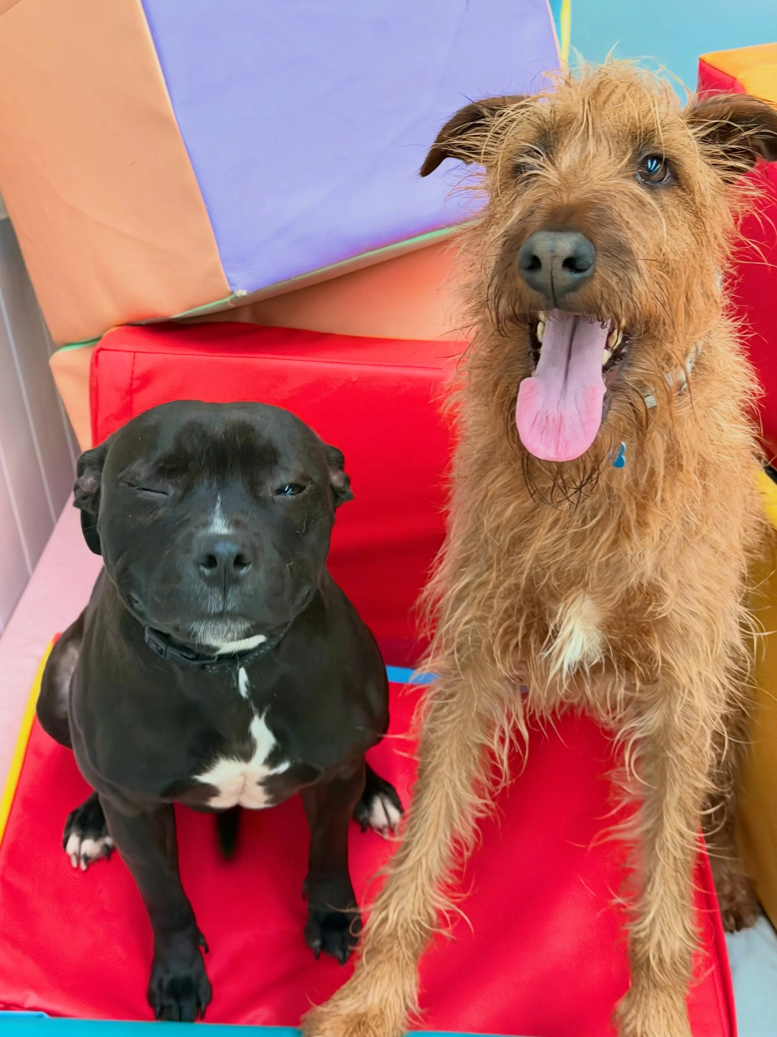 A new L🩵VE&hellip; wink 

Meet Jedda &amp; Murphy 🤭

They met last night 

Inseparable this morning. 

It&rsquo;s a beautiful thing 

📍 @woofs_ofballst 

Play 🎾 | Learn 📚 | Grow 🧸 Together