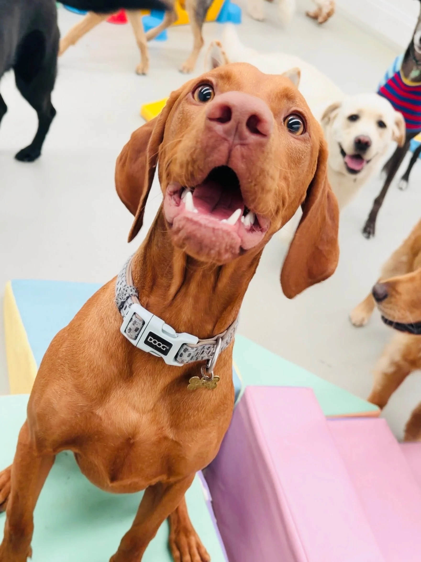 I&rsquo;m looking at you 🪄

Fun fact: when your dog holds eye contact with you, they&rsquo;re releasing oxytocin &mdash; the same bonding hormone as a mum and baby.

Vizslas take this very seriously.

That stare? It&rsquo;s not random. They&rsquo;re