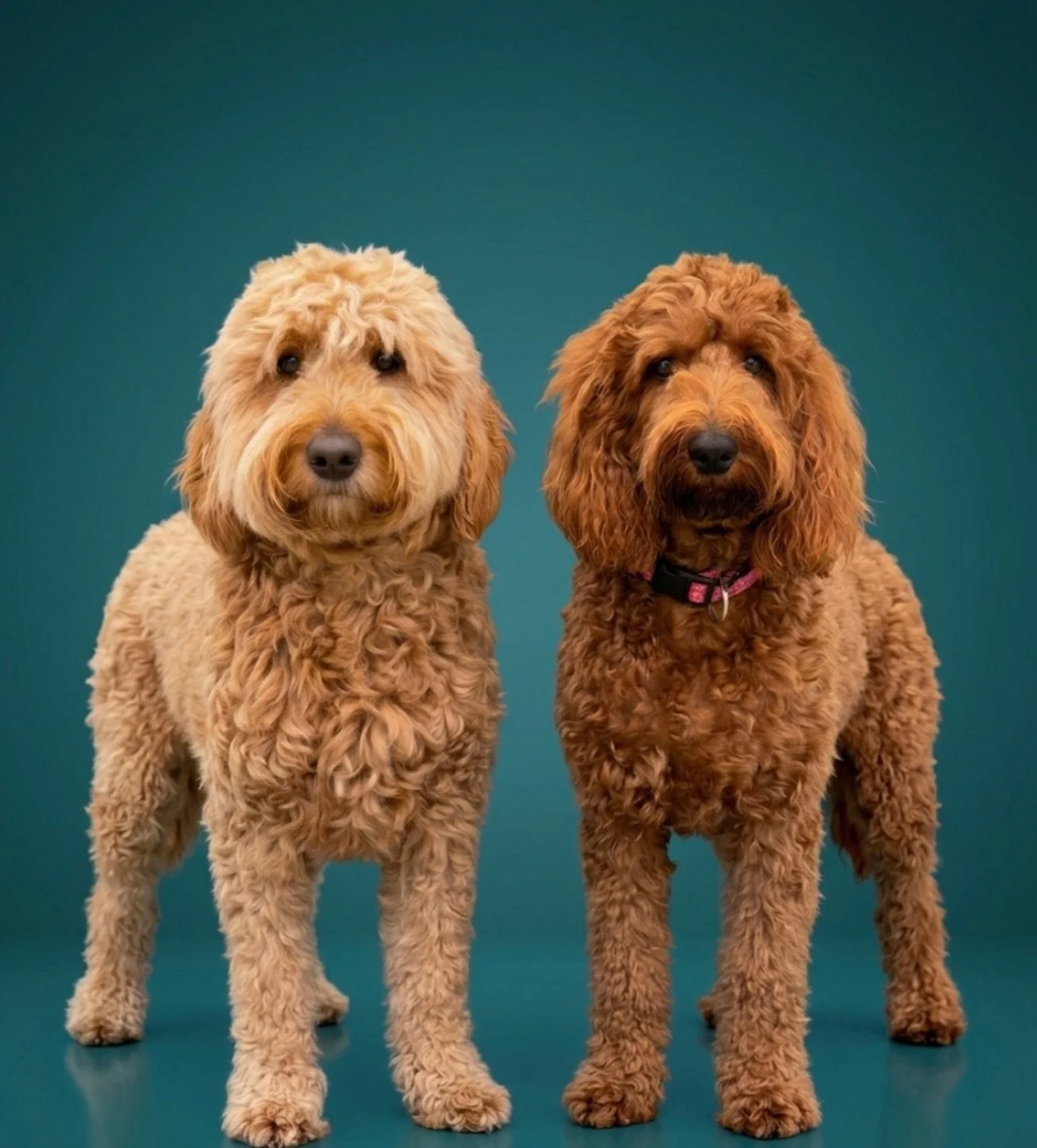 Reggie &amp; Nellie